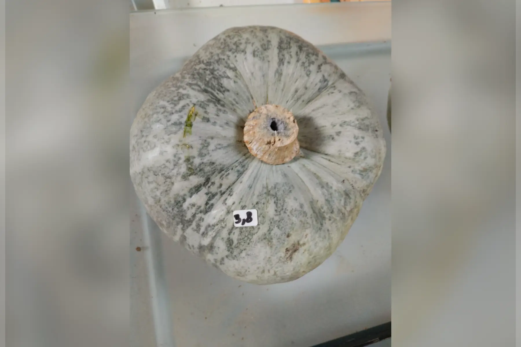 Courge bleu de Hongrie