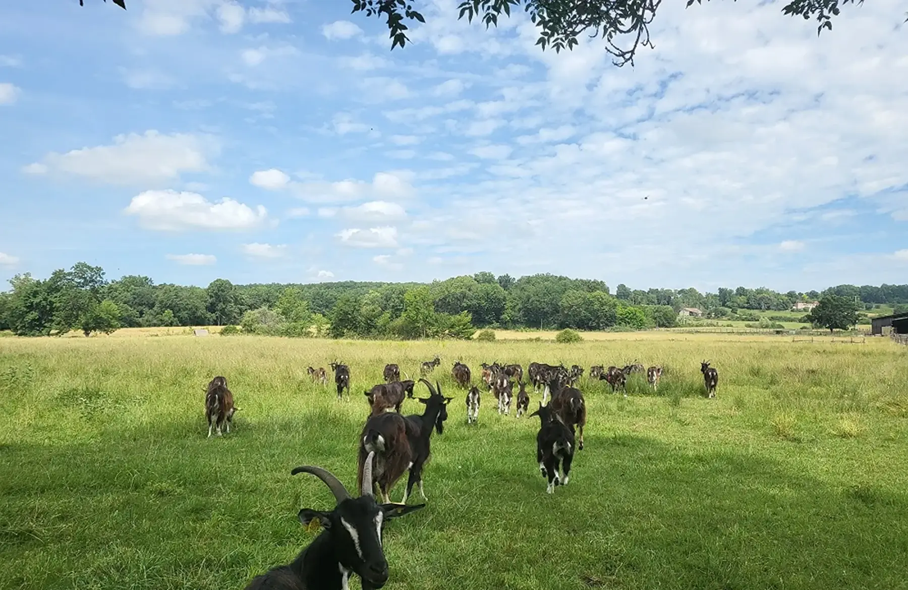 La Ferme à Roulettes - Marie-Camille TROGAN