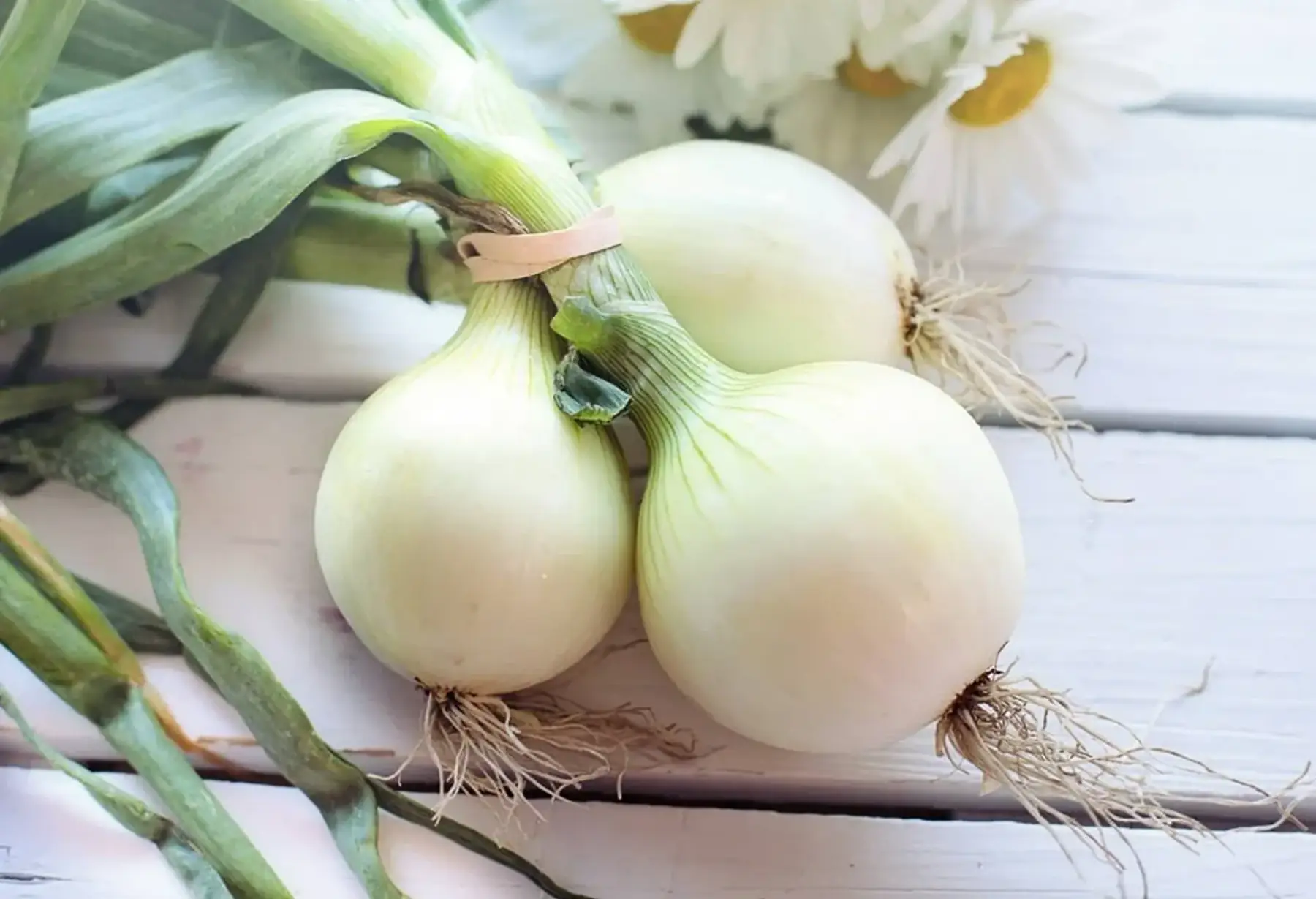 oignons blanc Bio