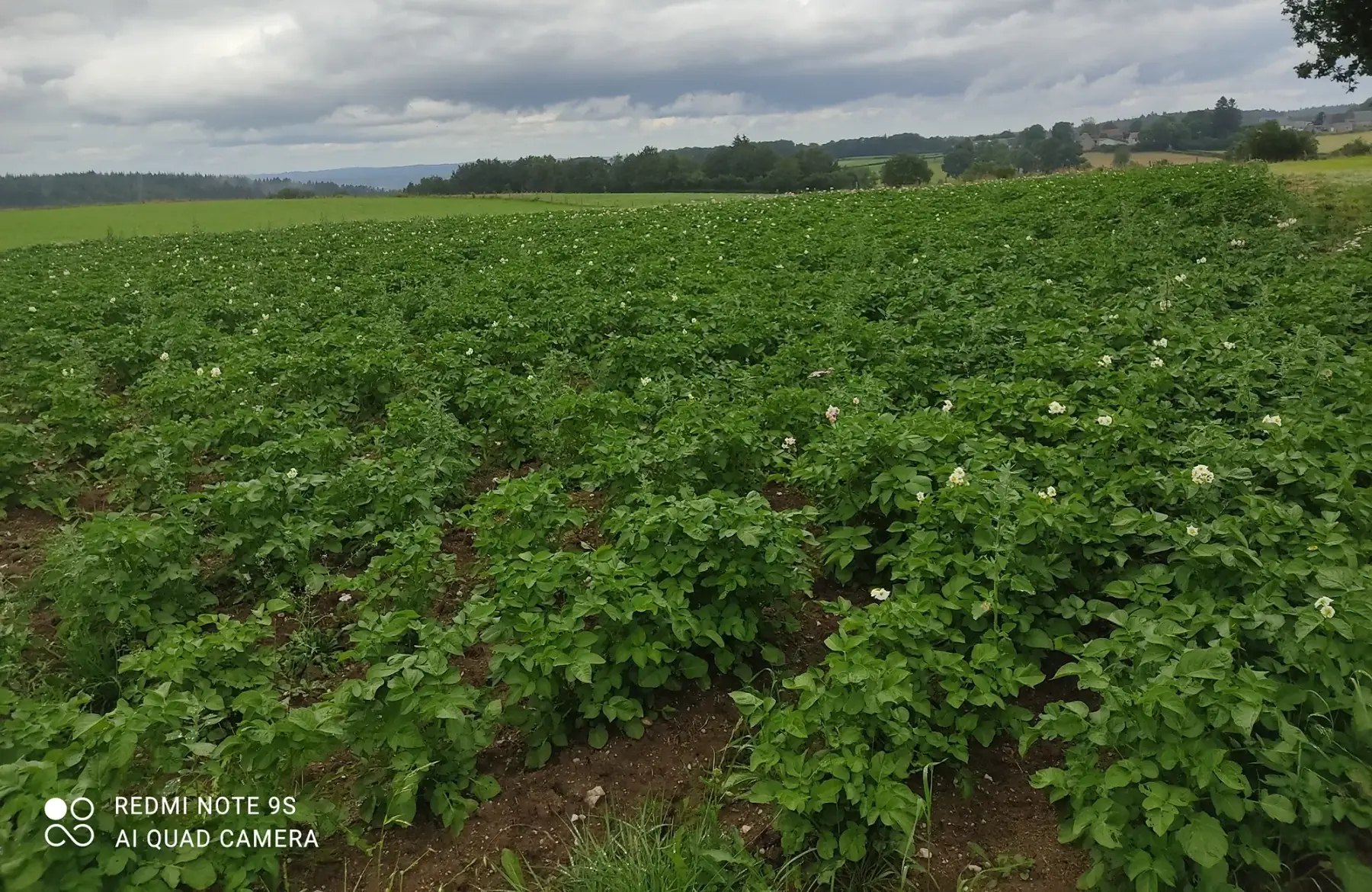 pomme de terre de consommation bio