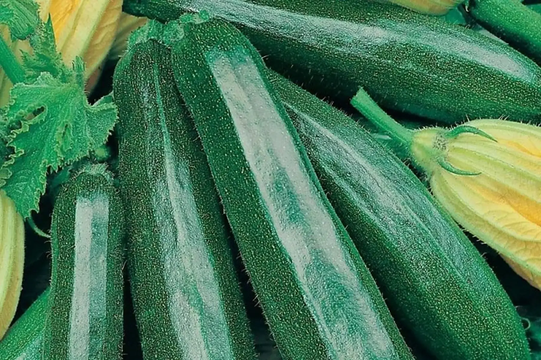 courgettes verte bio