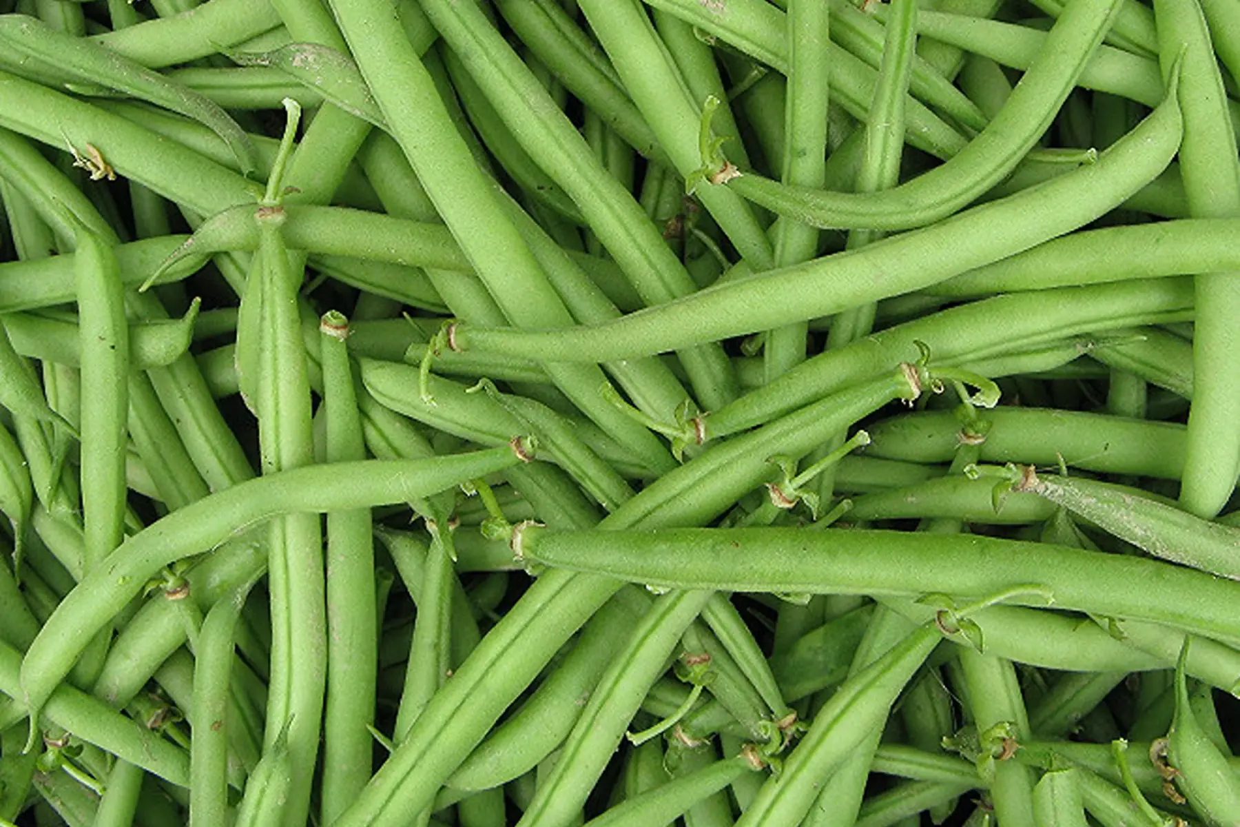 haricots bio