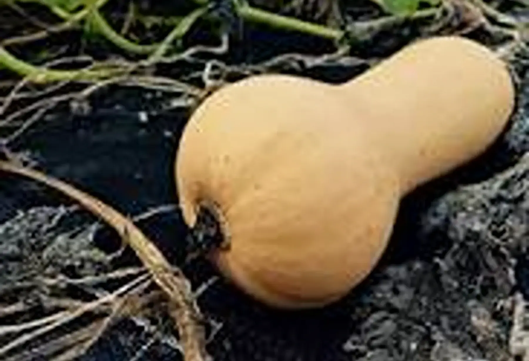 butternut bio