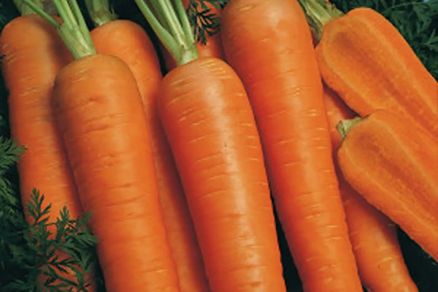carottes bio
