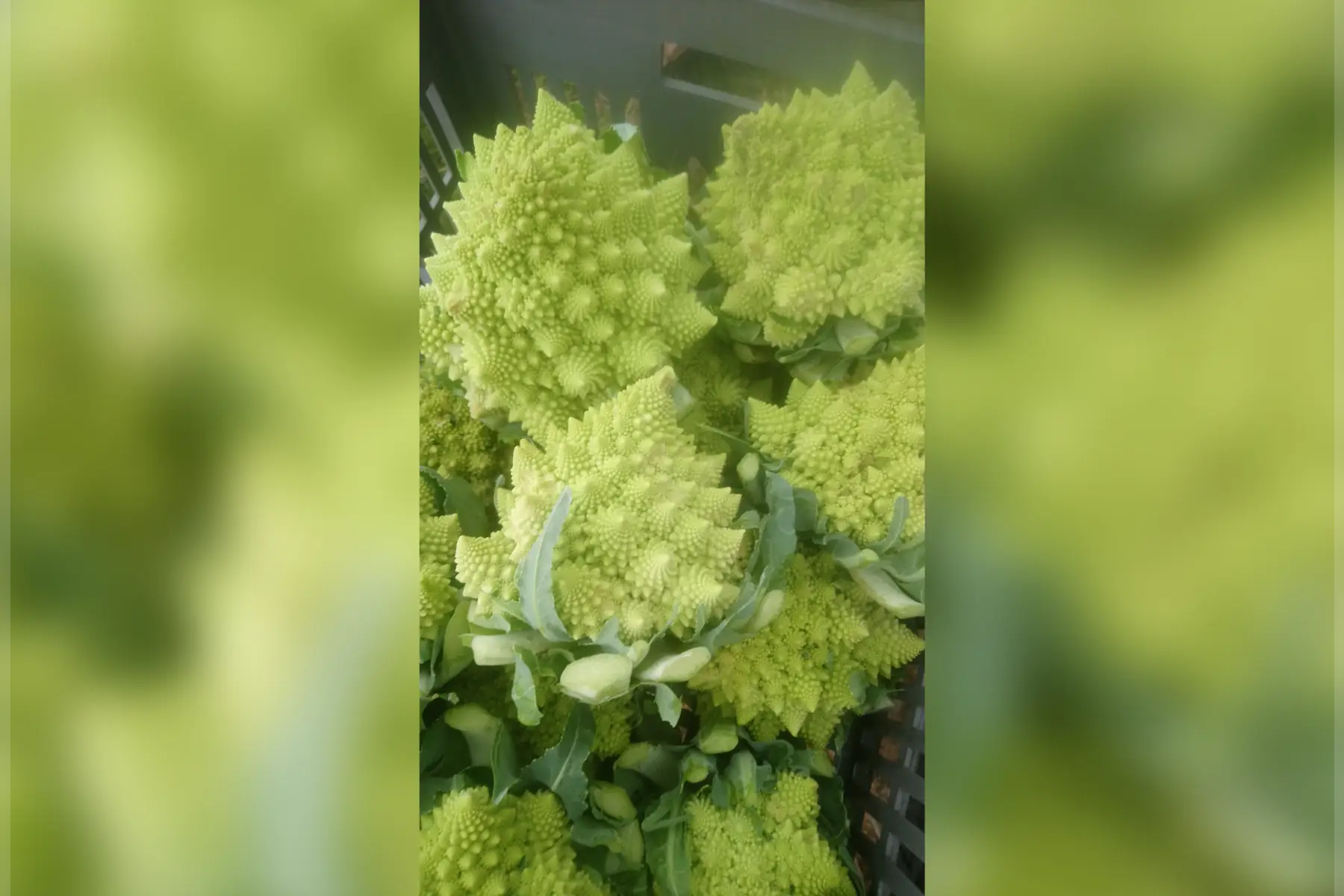 Chou romanesco