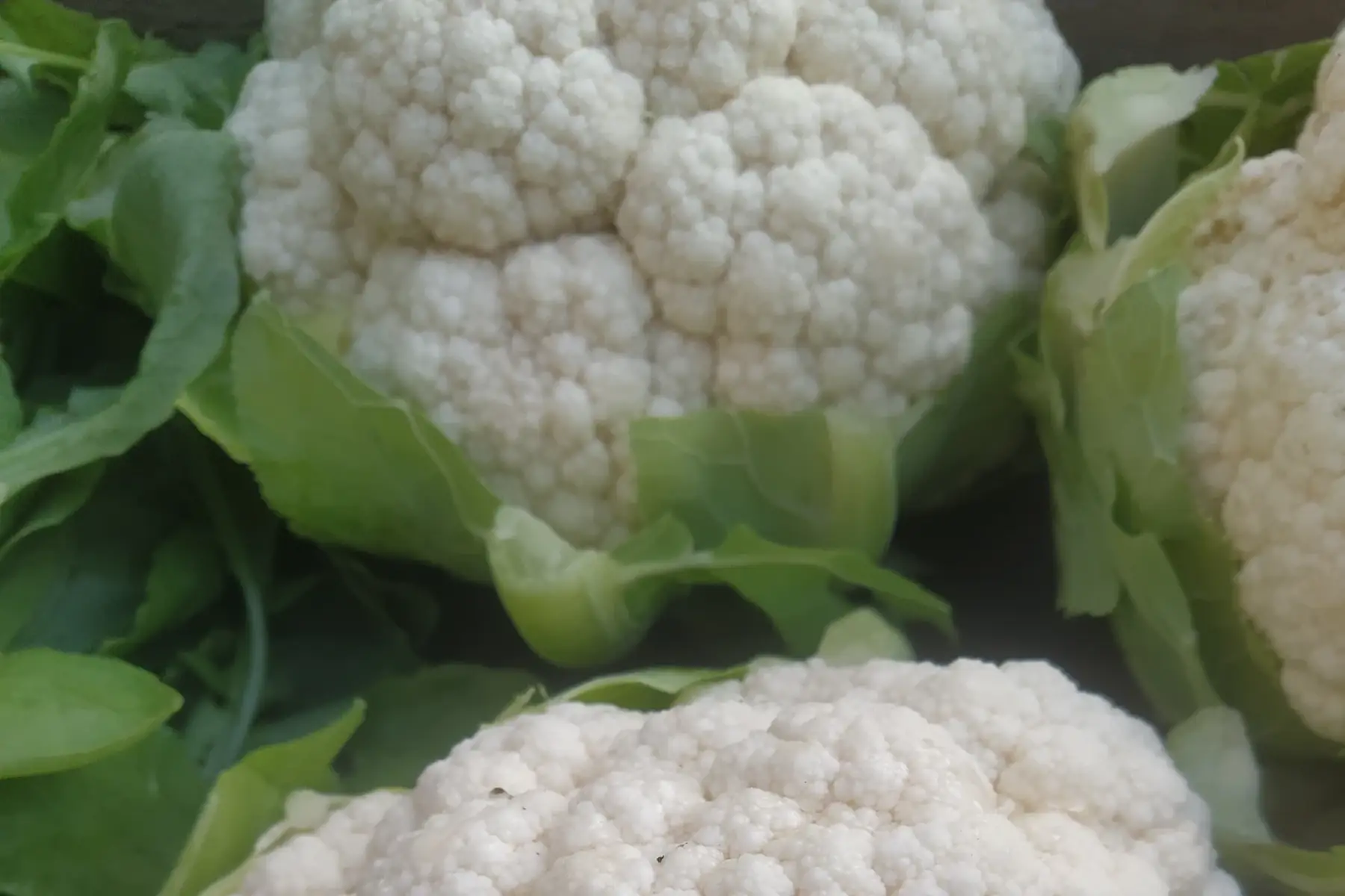 choux fleur