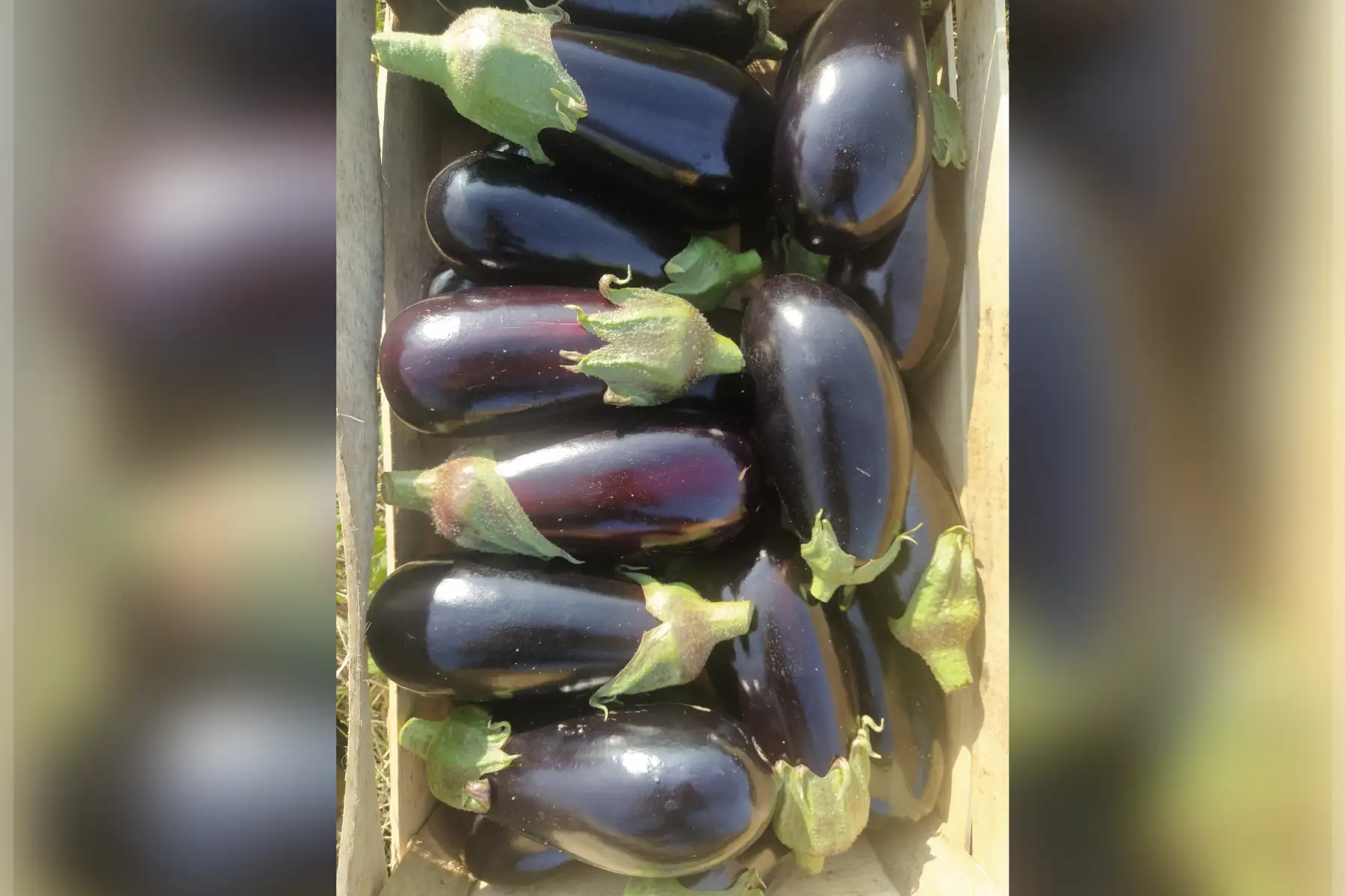 aubergine