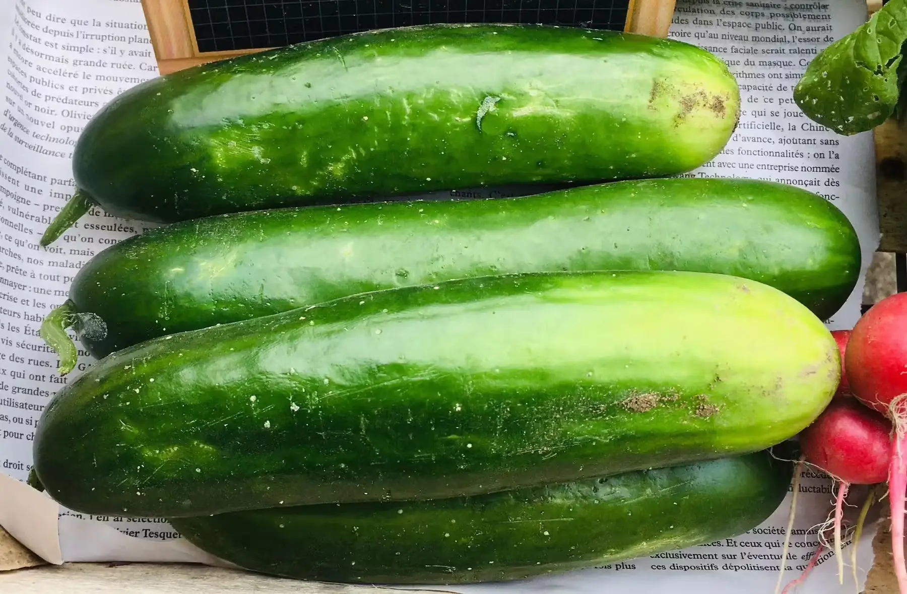 concombres bio