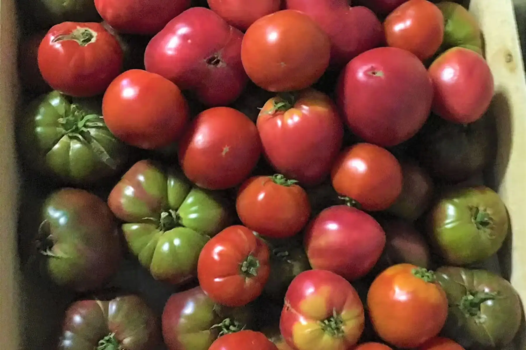 tomates bio pour cuisson