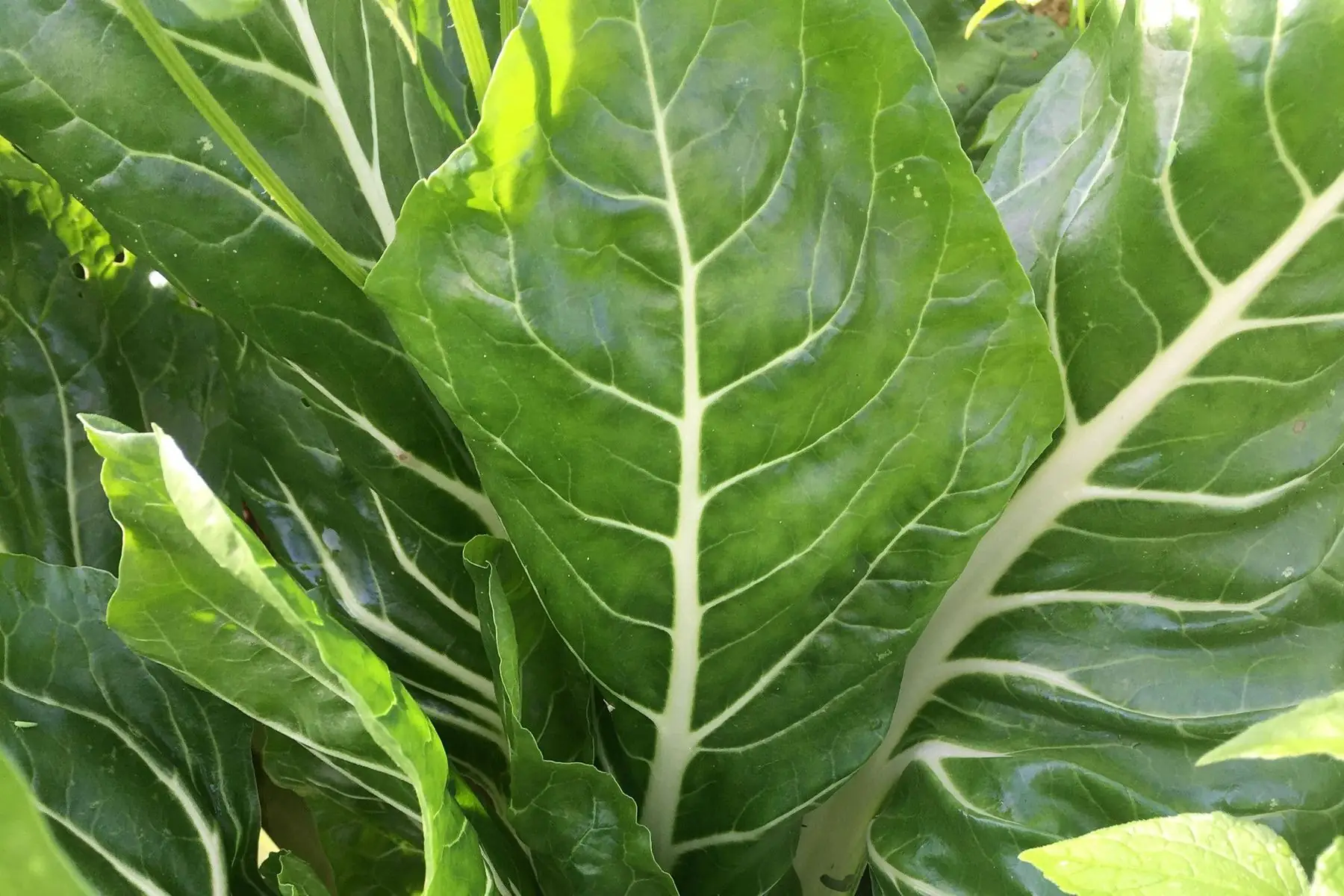 bettes à cardes blanches bio (bouquet)