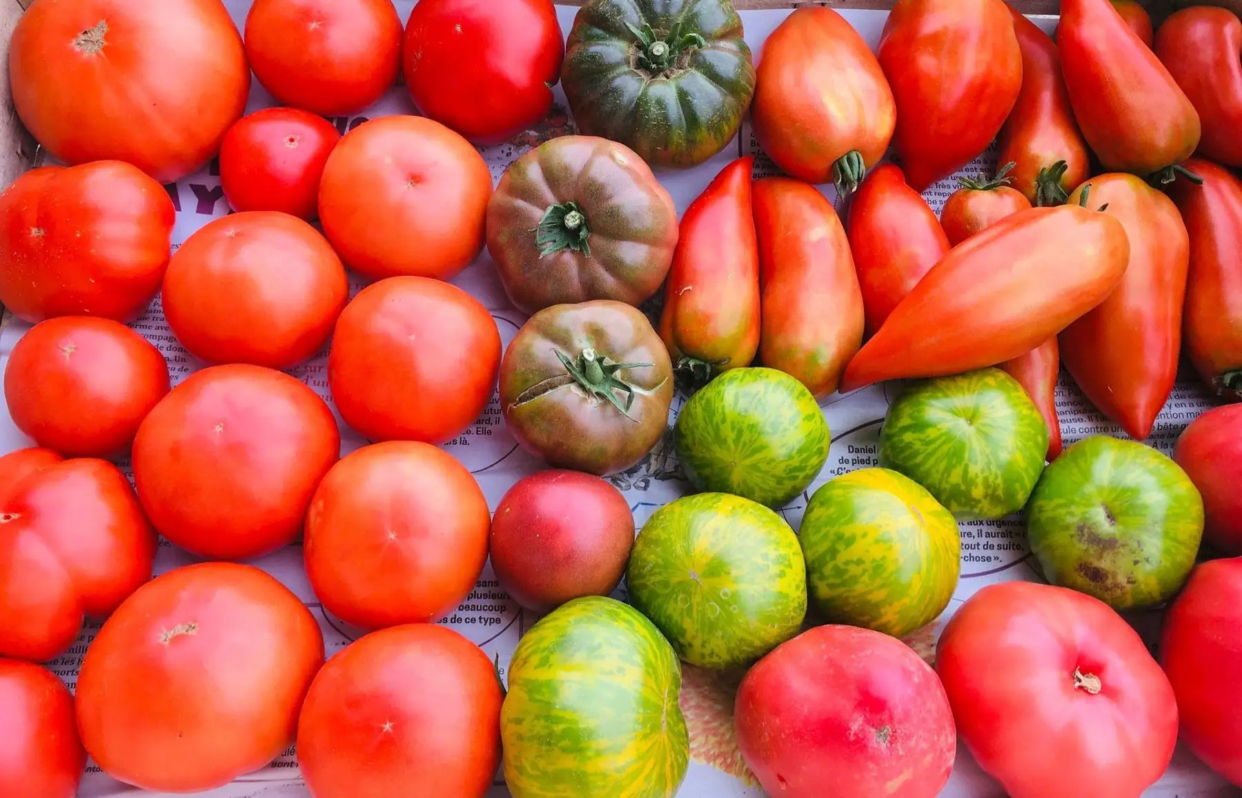 tomates anciennes bio