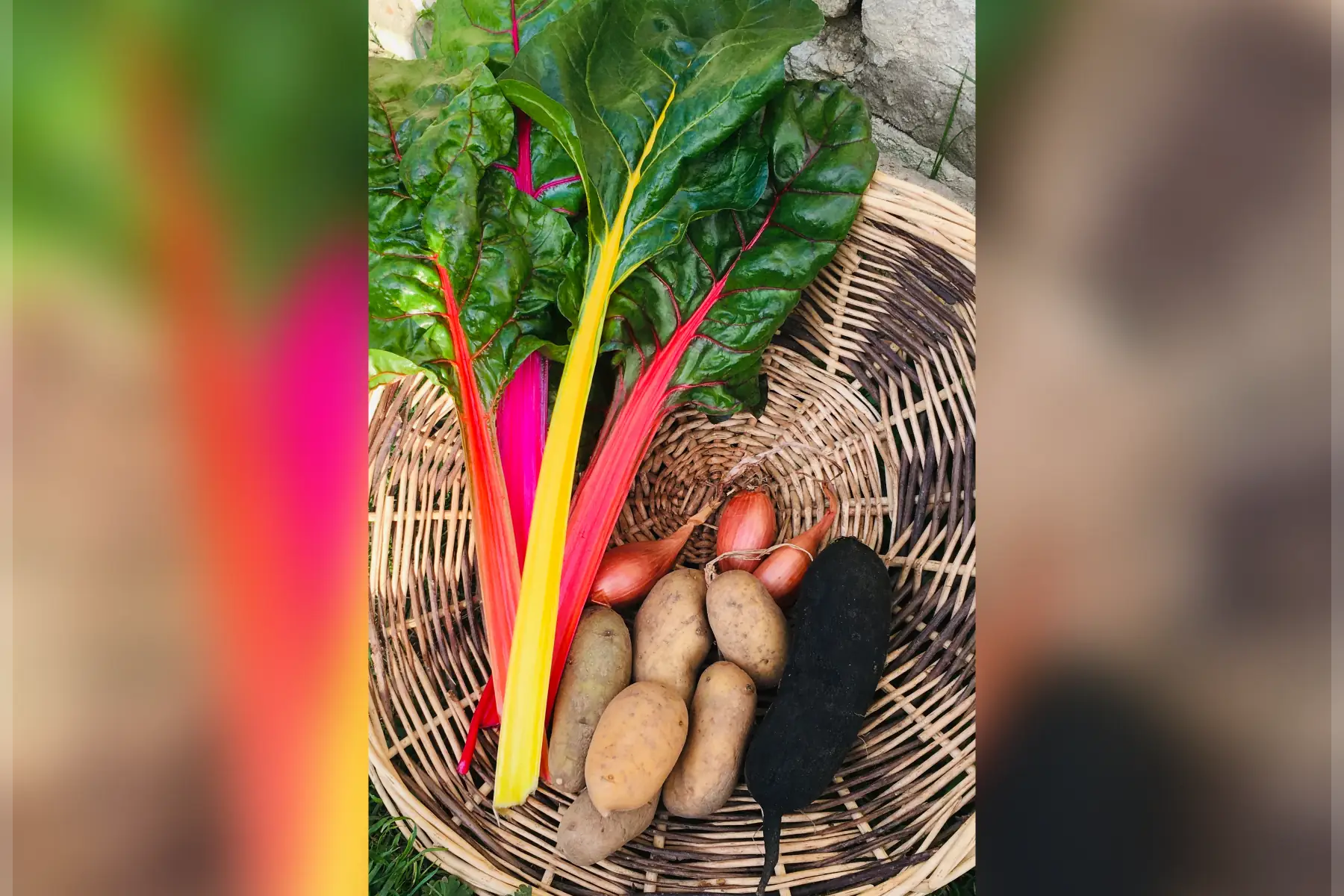 kit pour velouté printanier