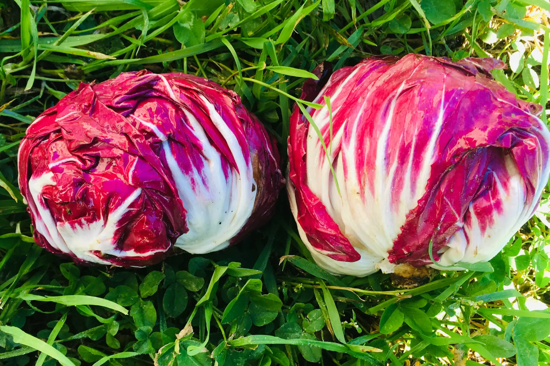 radicchio bio