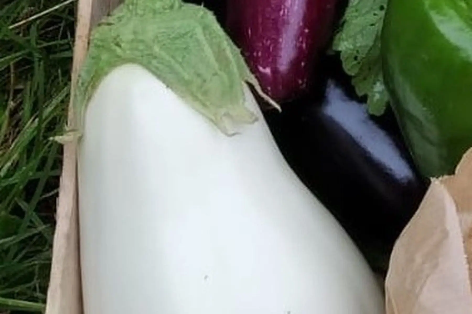 aubergines blanches bio