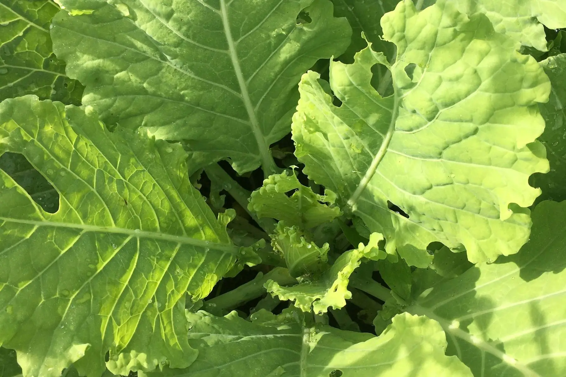 chou beurre bio (bouquet)