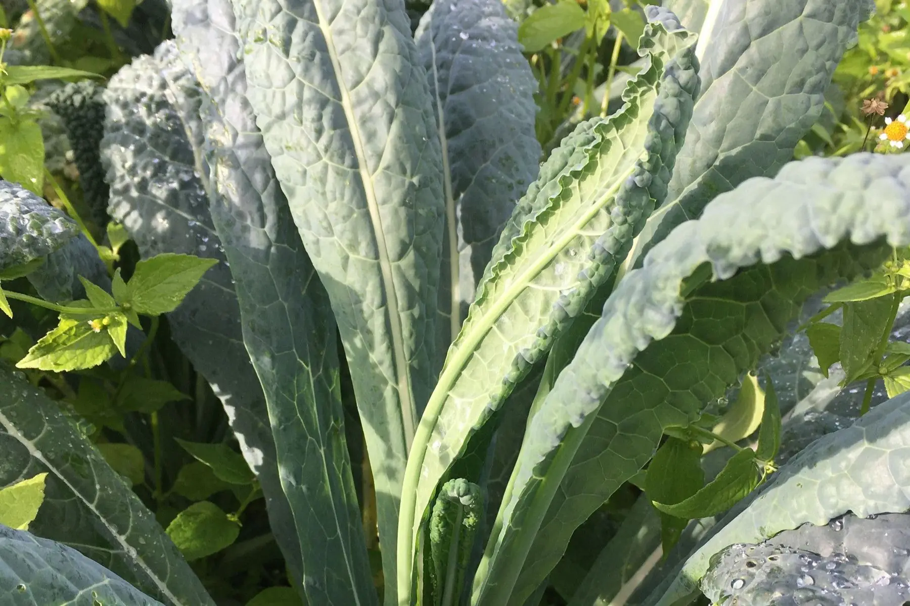 chou toscan bio (bouquet)