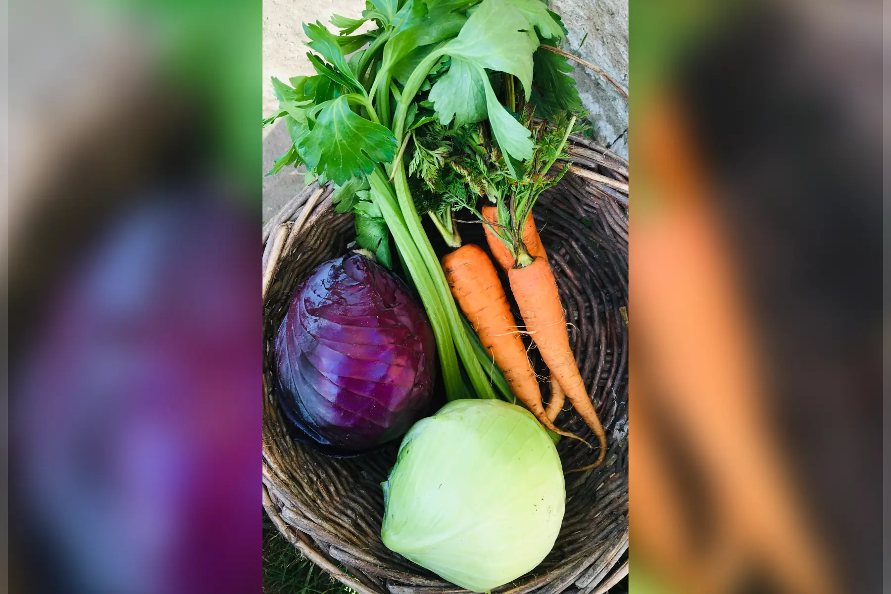 kit pour coleslaw bio (salade de choux)