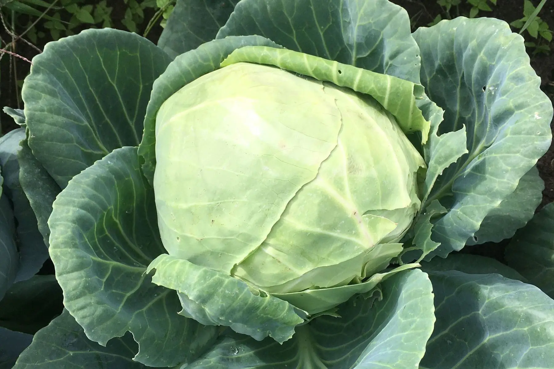 choux cabus blancs bio