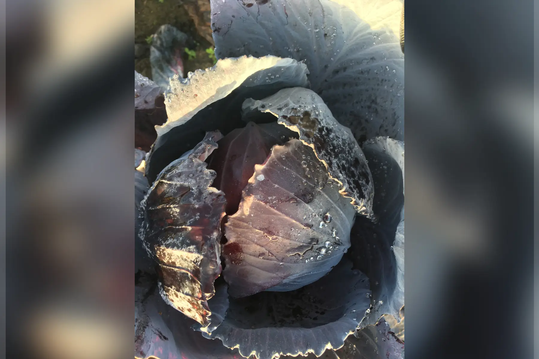 choux cabus rouges bio