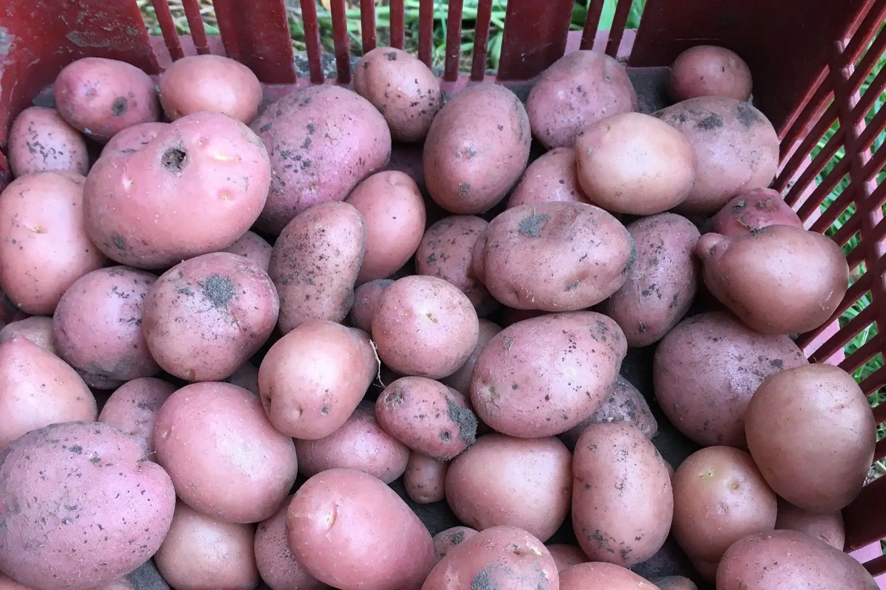 pommes de terre bio rouge à chair tendre