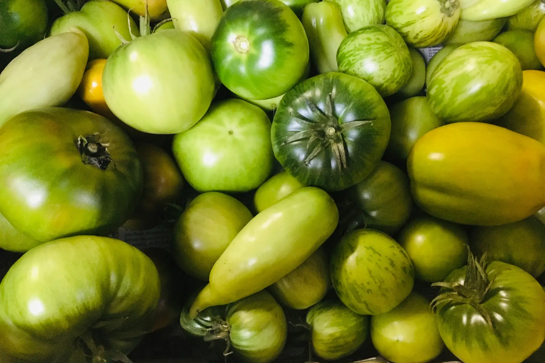 tomates vertes bio