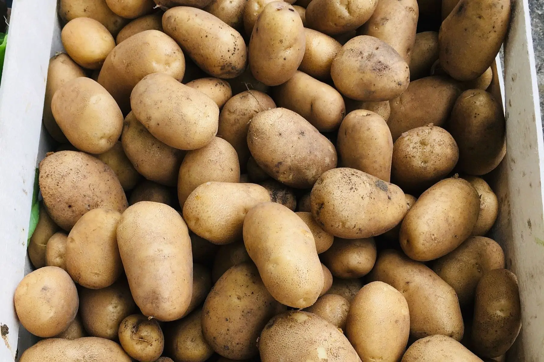 pommes de terre bio jaune à chair ferme