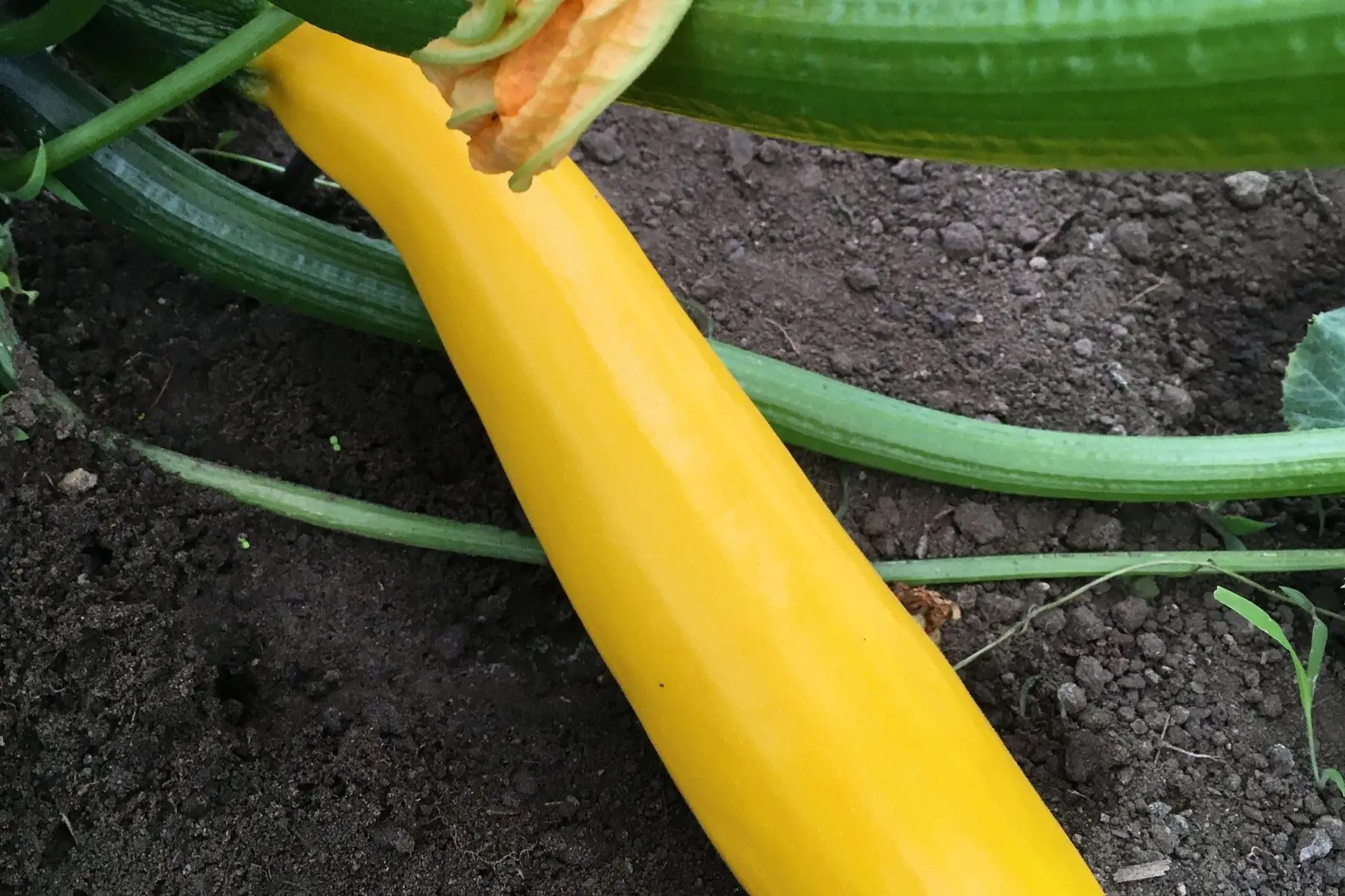 courgettes jaunes bio