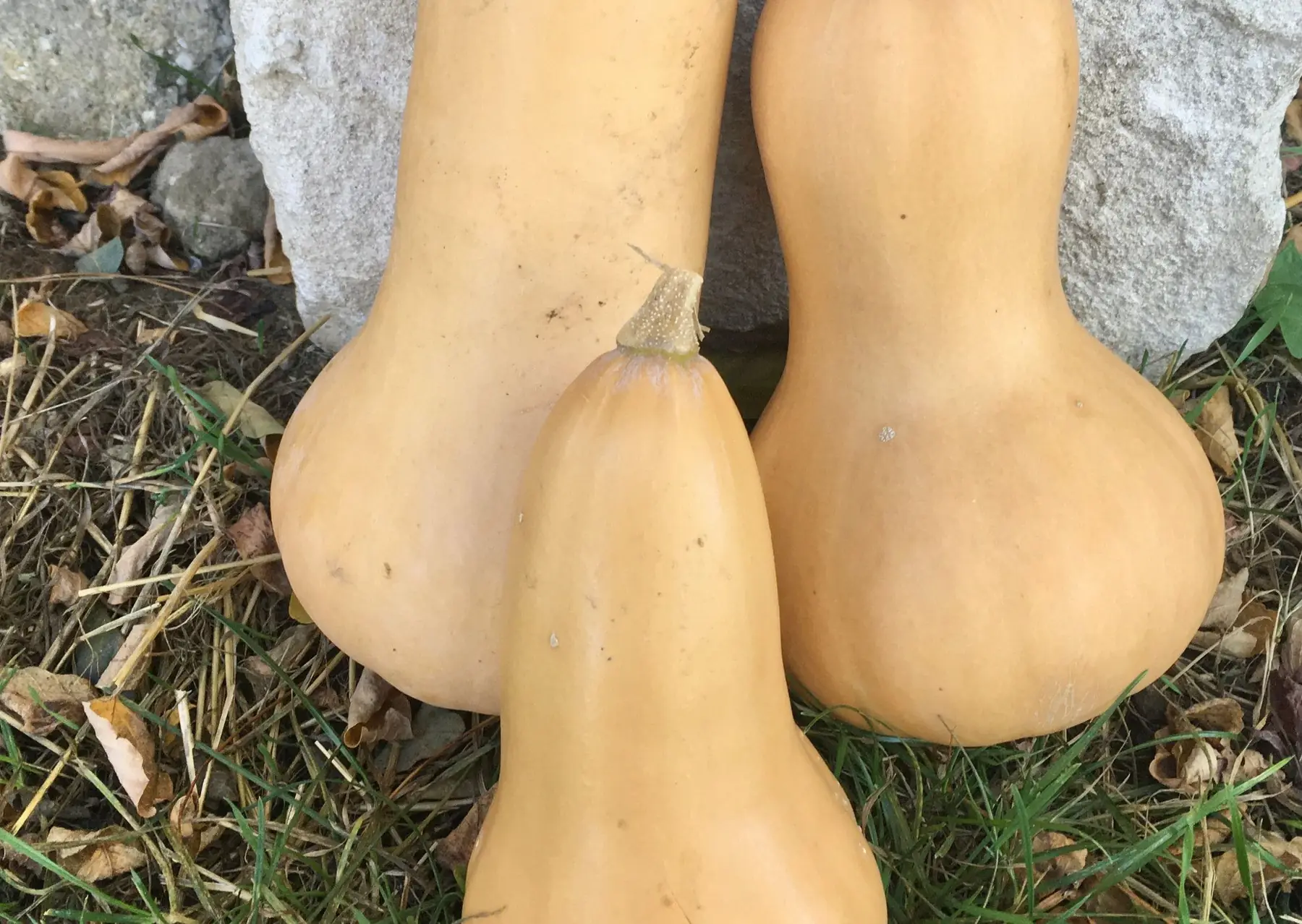 courges butternut bio
