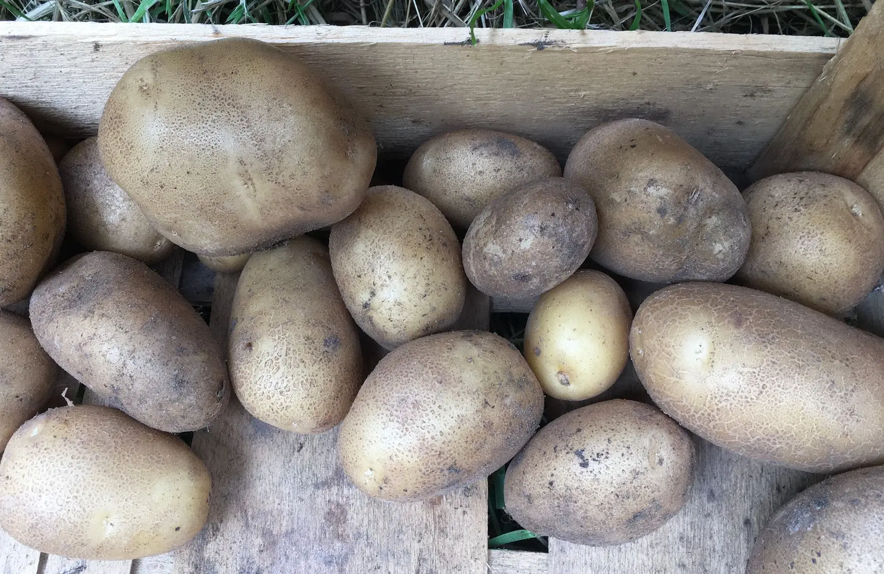 pommes de terre bio jaune à chair tendre