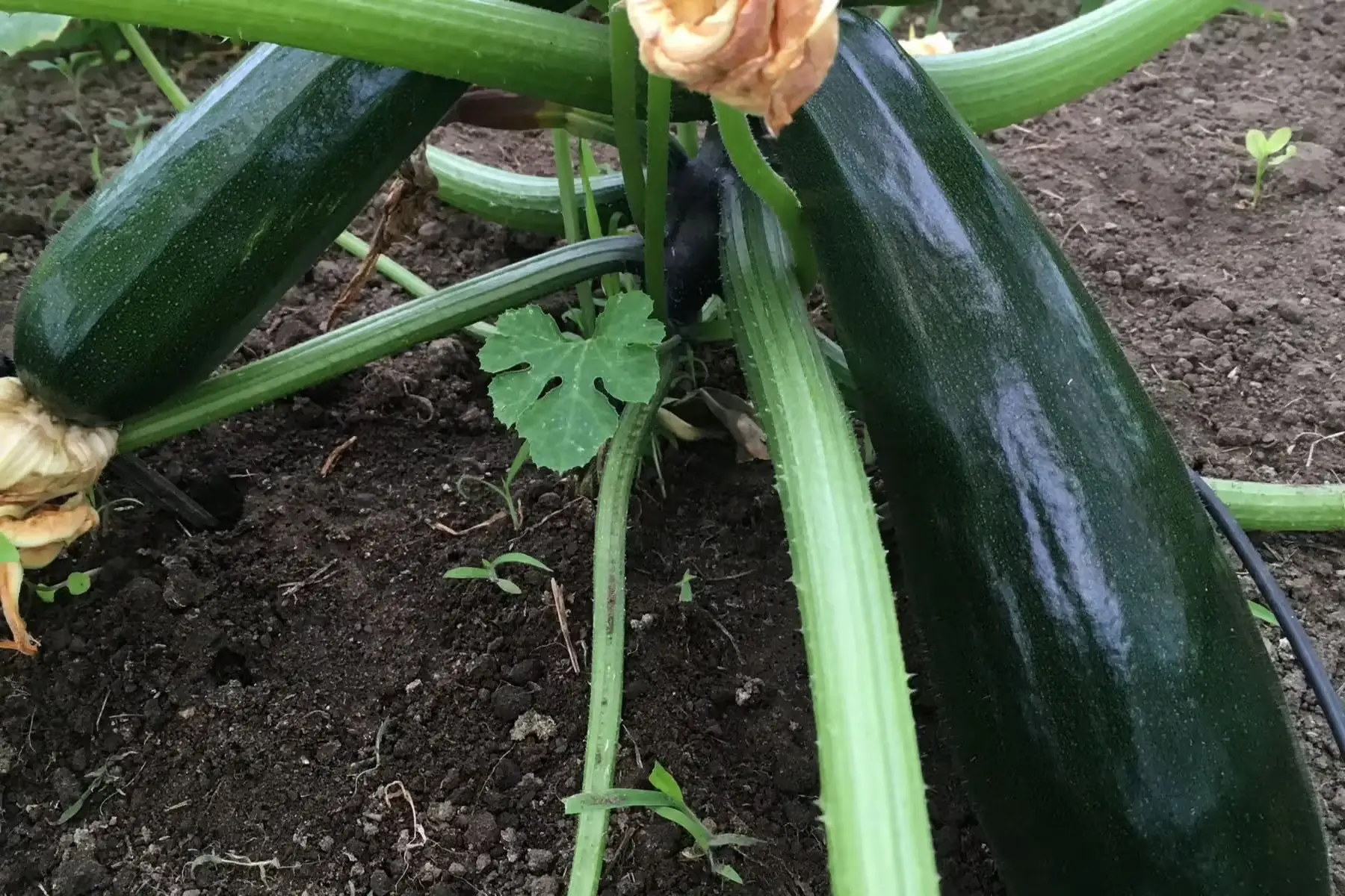 courgettes vertes bio