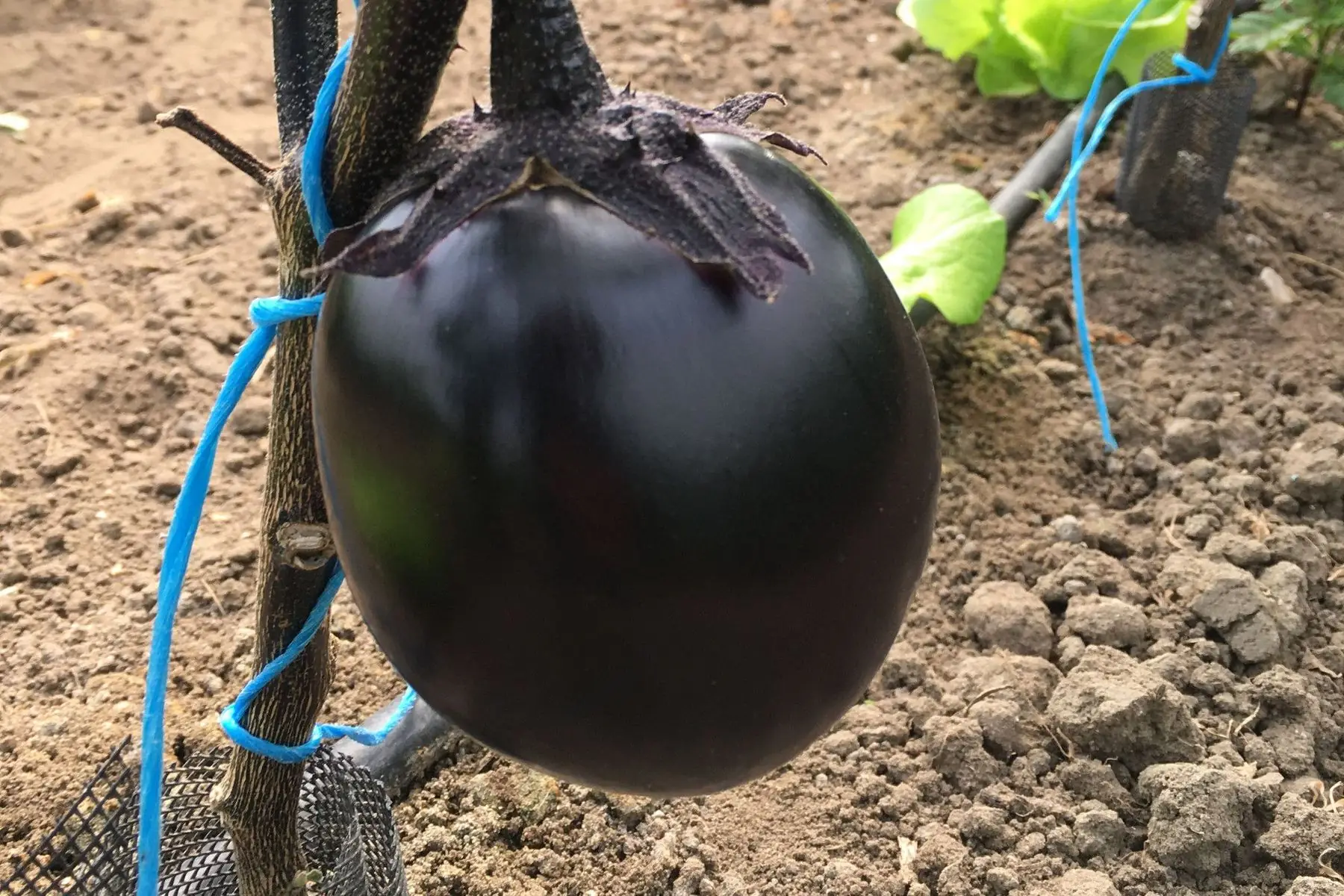 aubergines rondes mauves bio