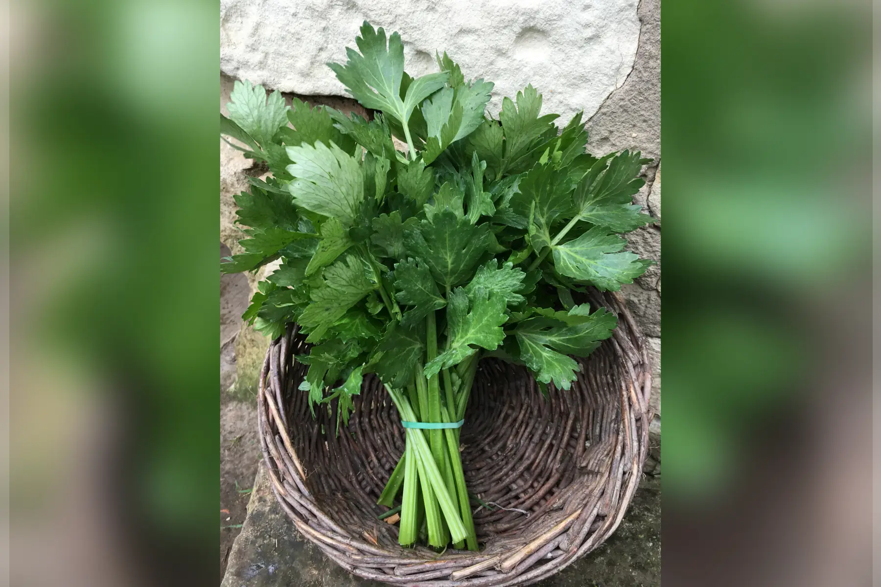 céleri branche bio (bouquet)