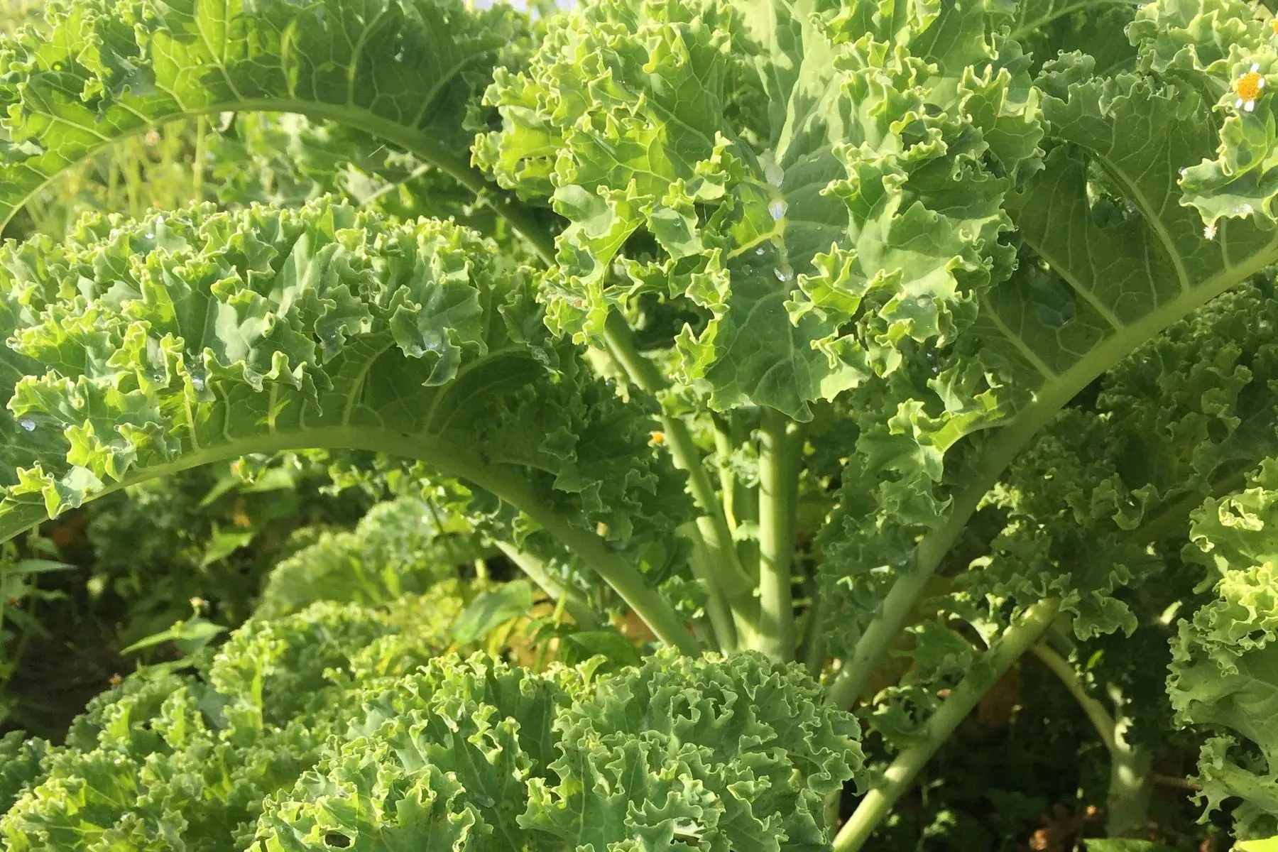 choux kale bio (bouquet)