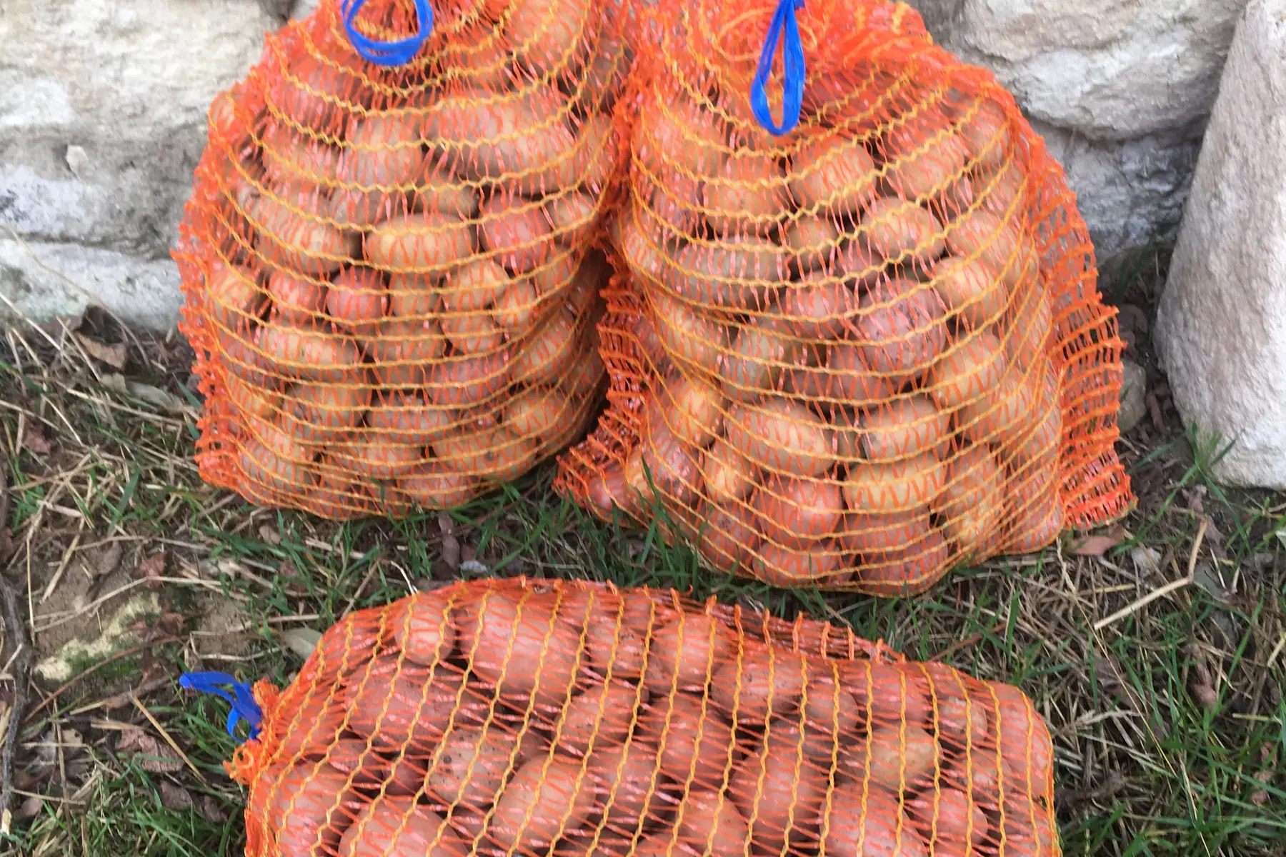 pommes de terre bio (petit calibre)