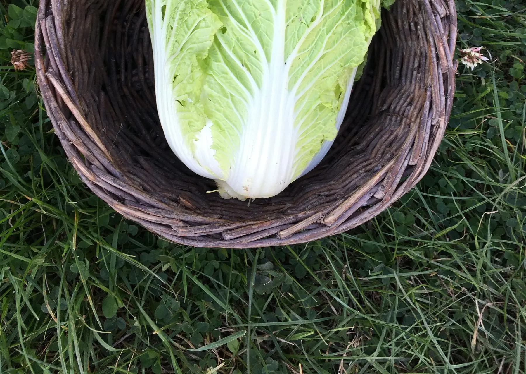 choux chinois (pe-tsaï) bio