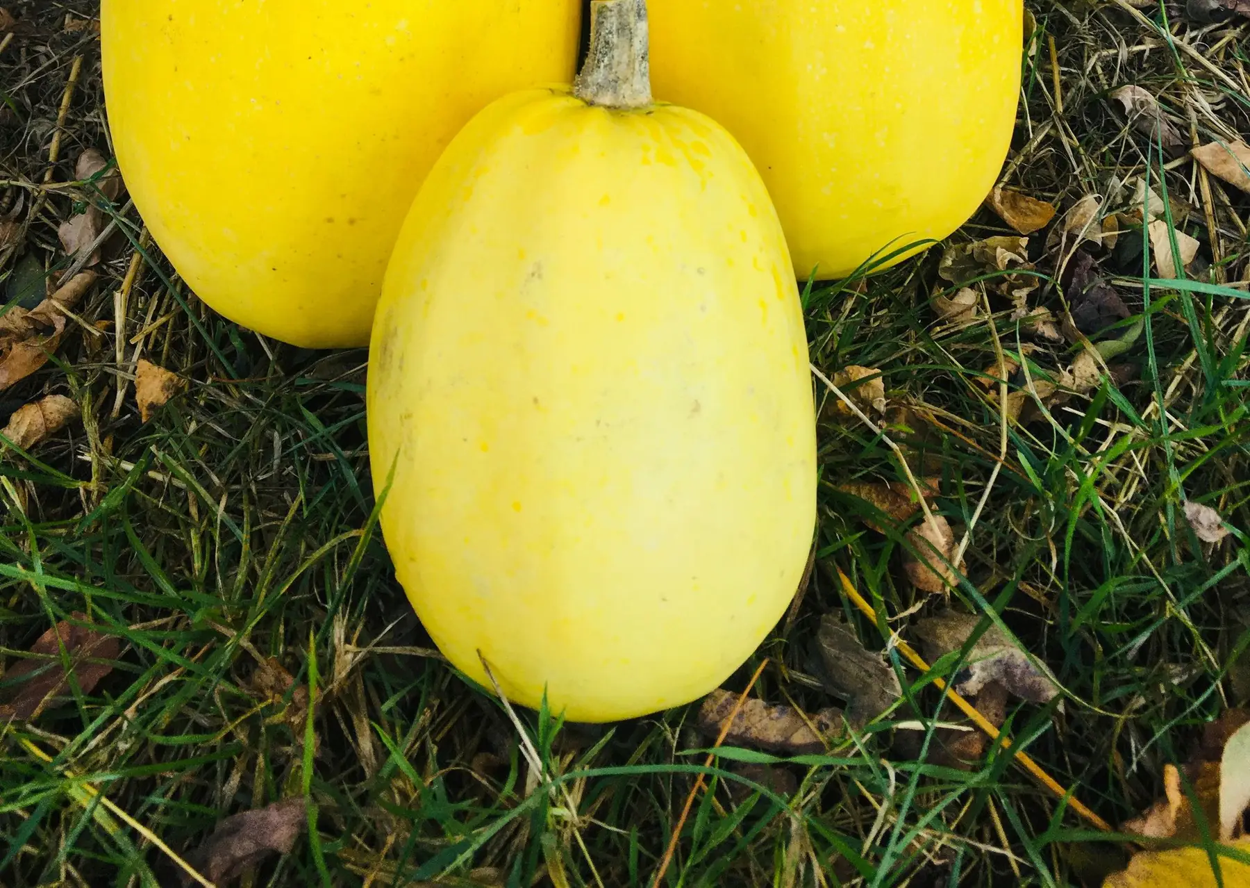 courges spaghetti bio