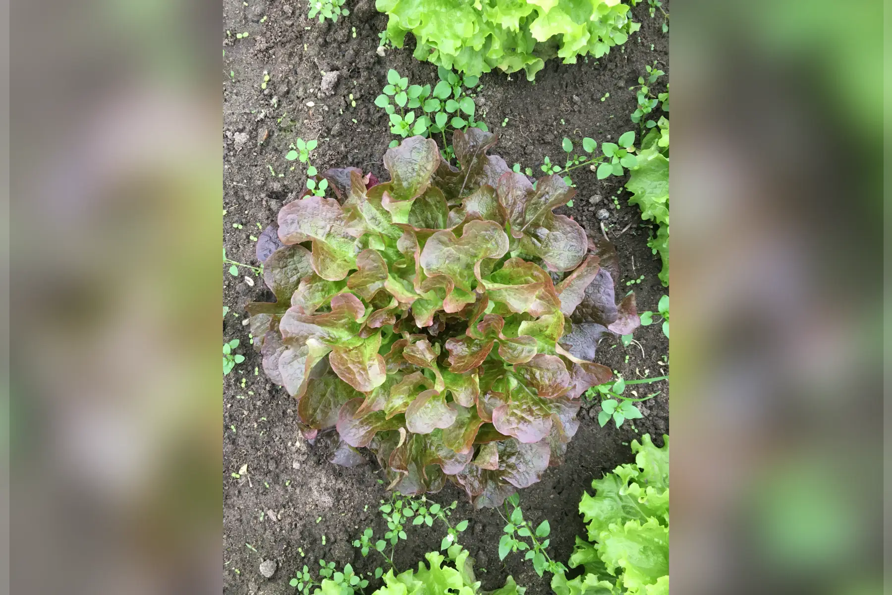 salade feuille de chêne rouge bio