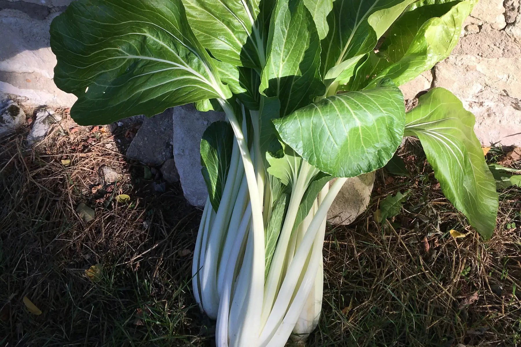 pak choï (bok choy) bio