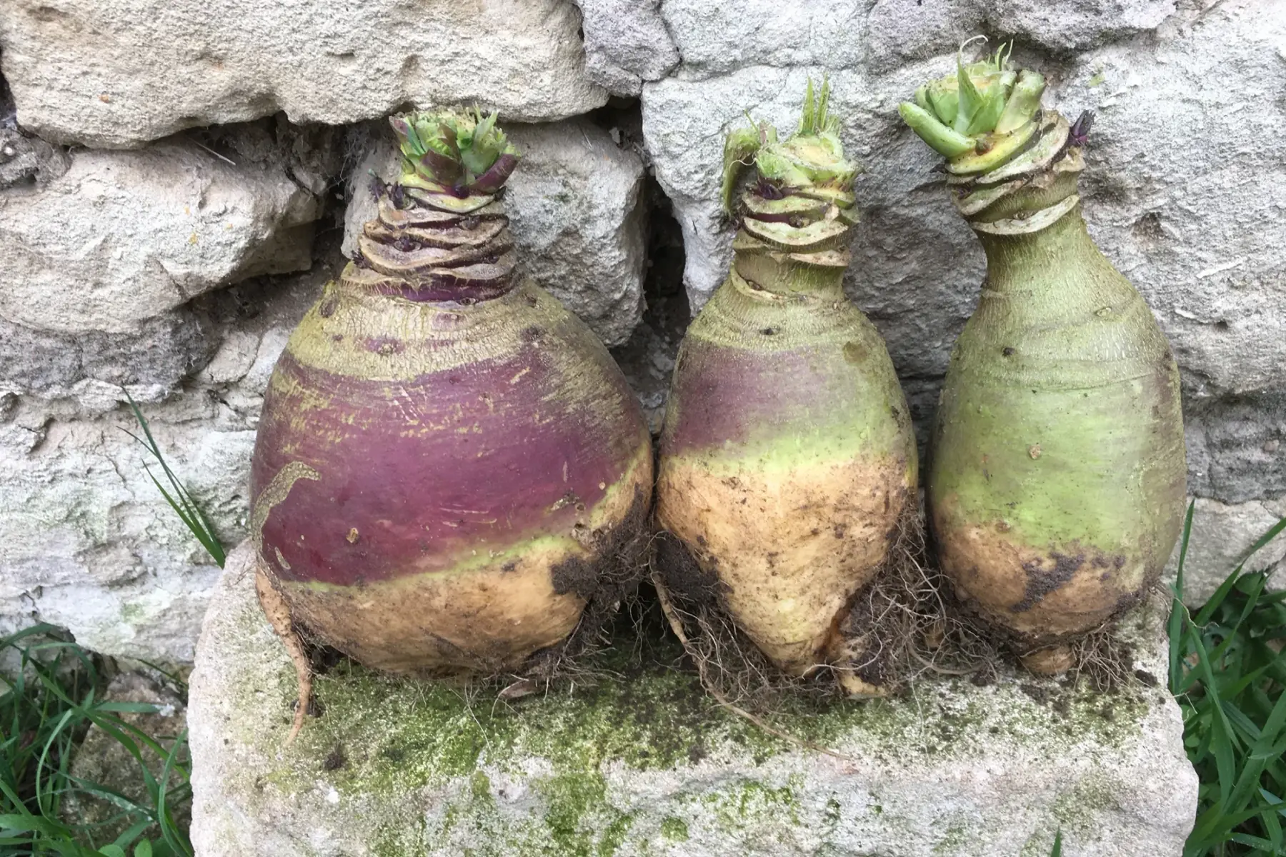 rutabaga bio