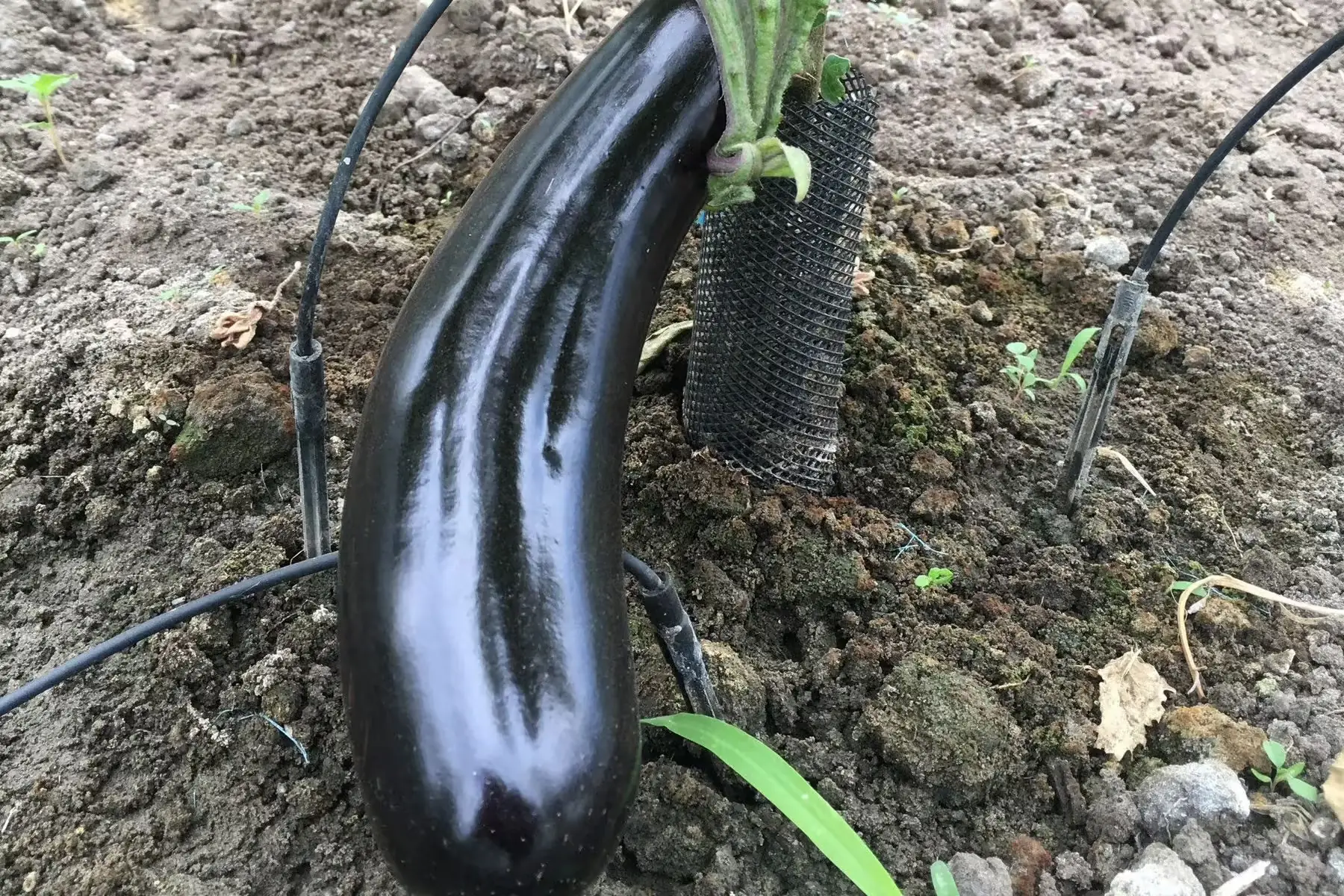 aubergines longues mauves bio
