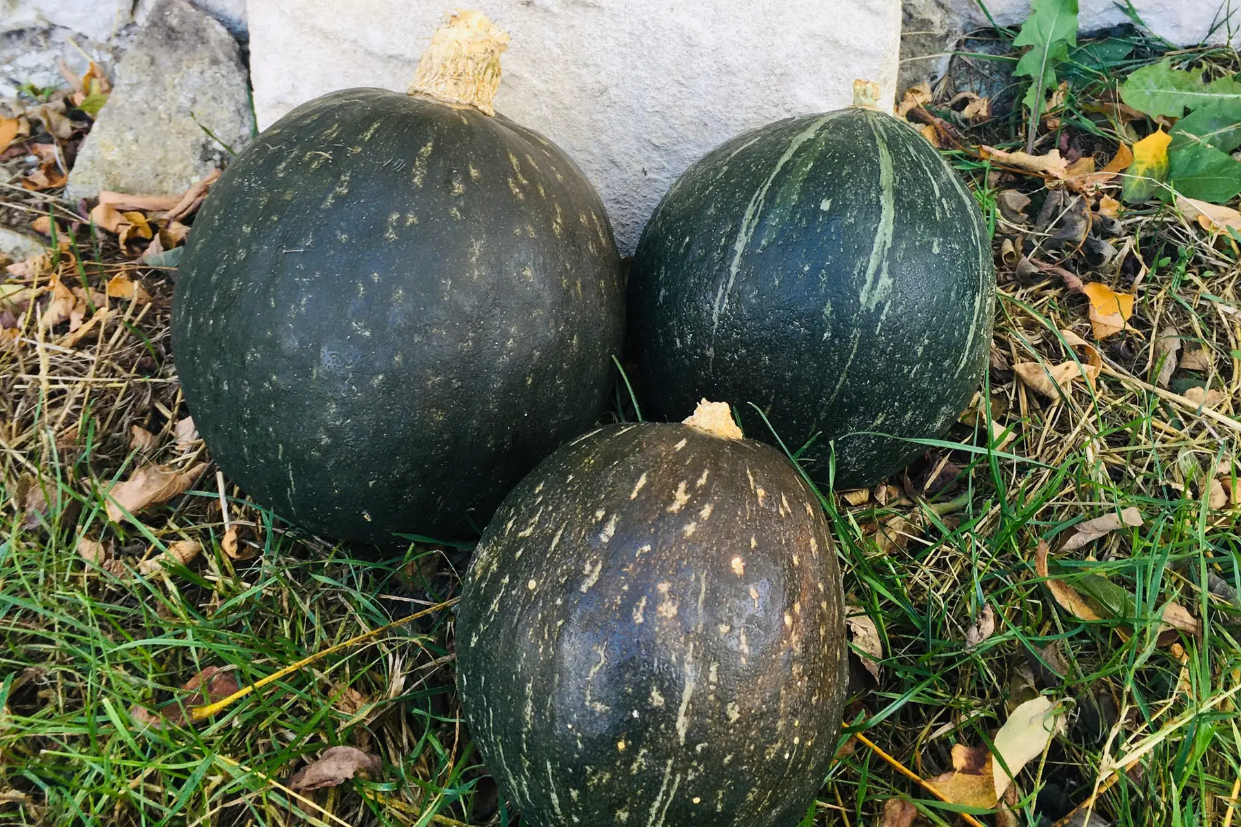 courges kabocha bio