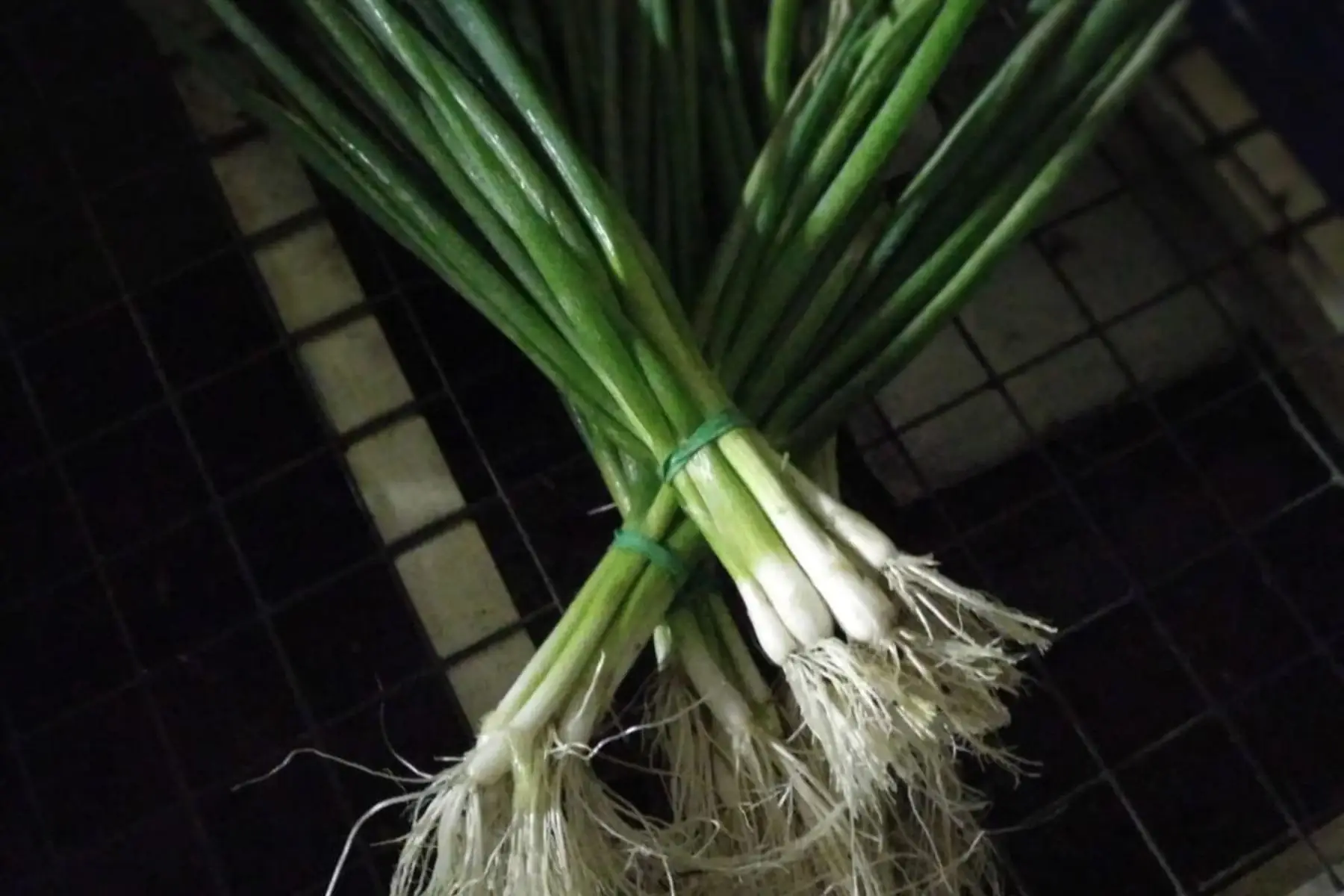 oignons ciboules bio (botte)