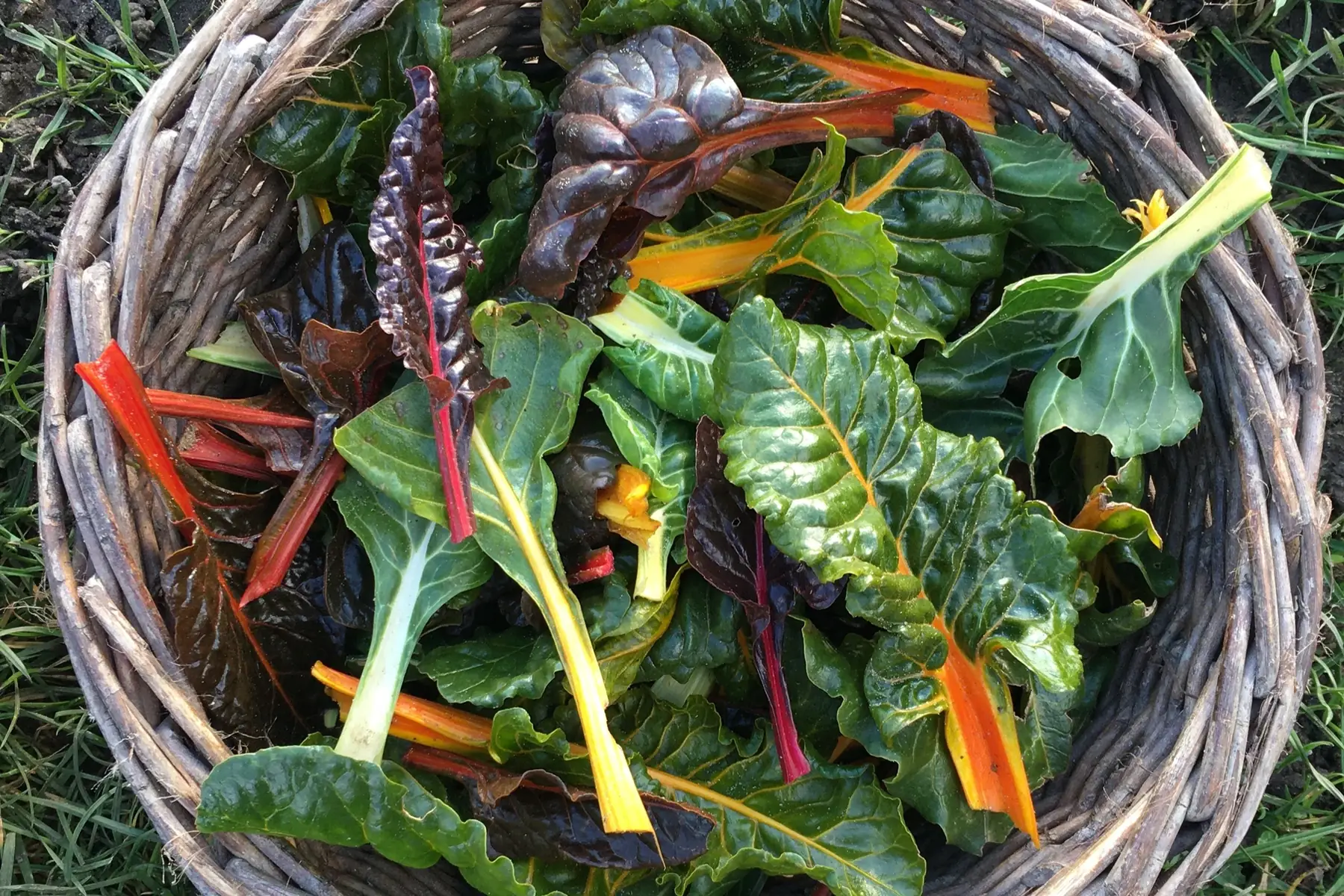 baby bettes à carde couleurs bio