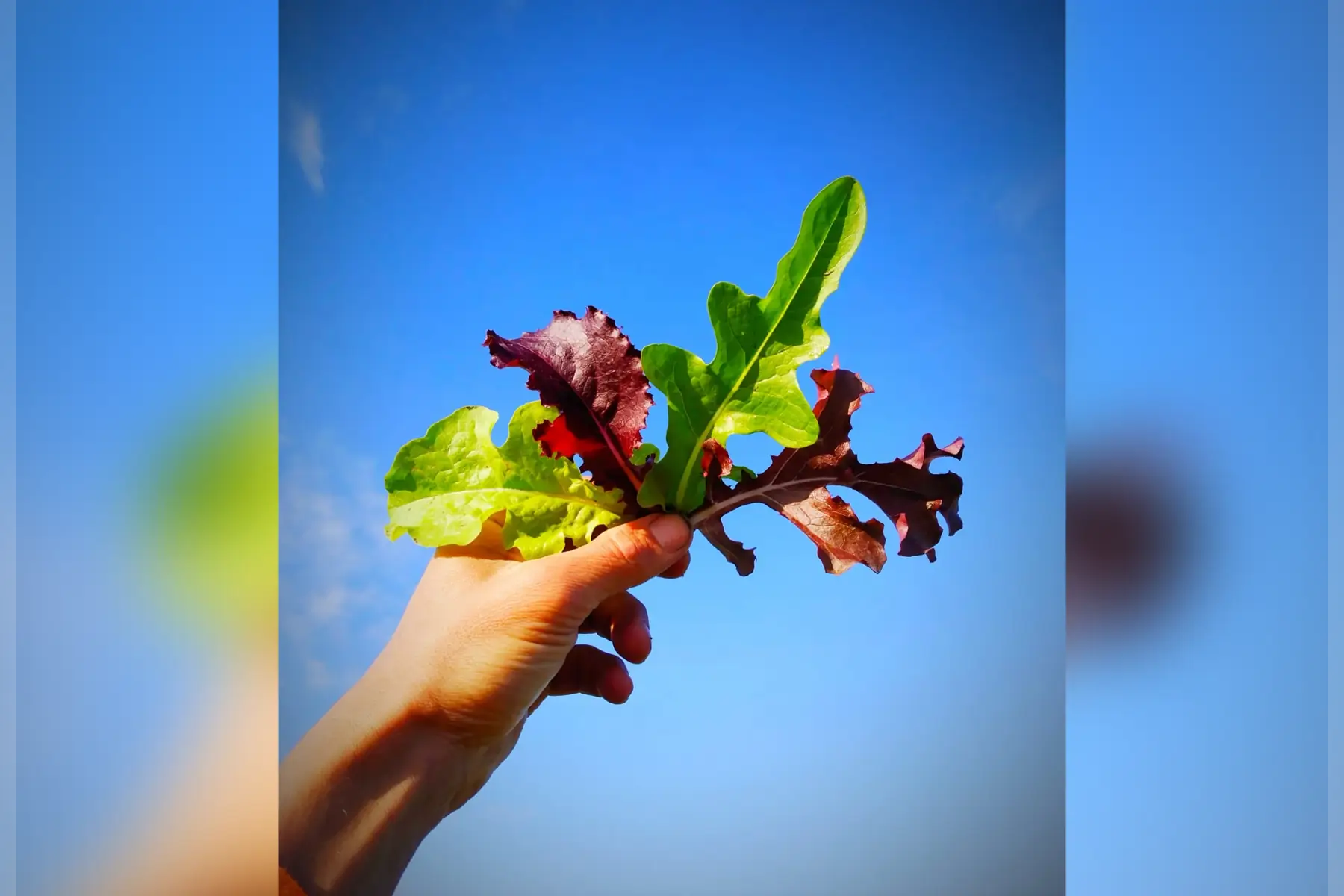 mélange printanier de salades bio