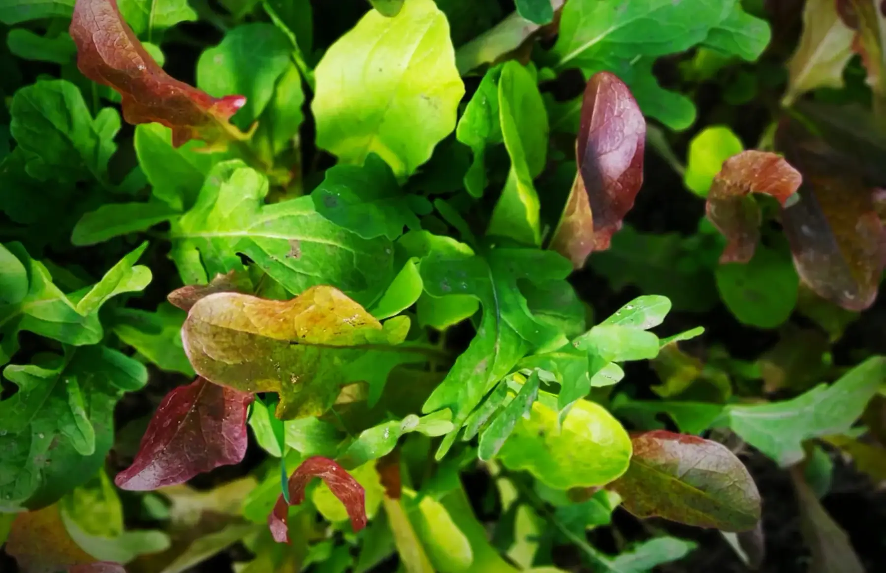 mesclun crétois bio