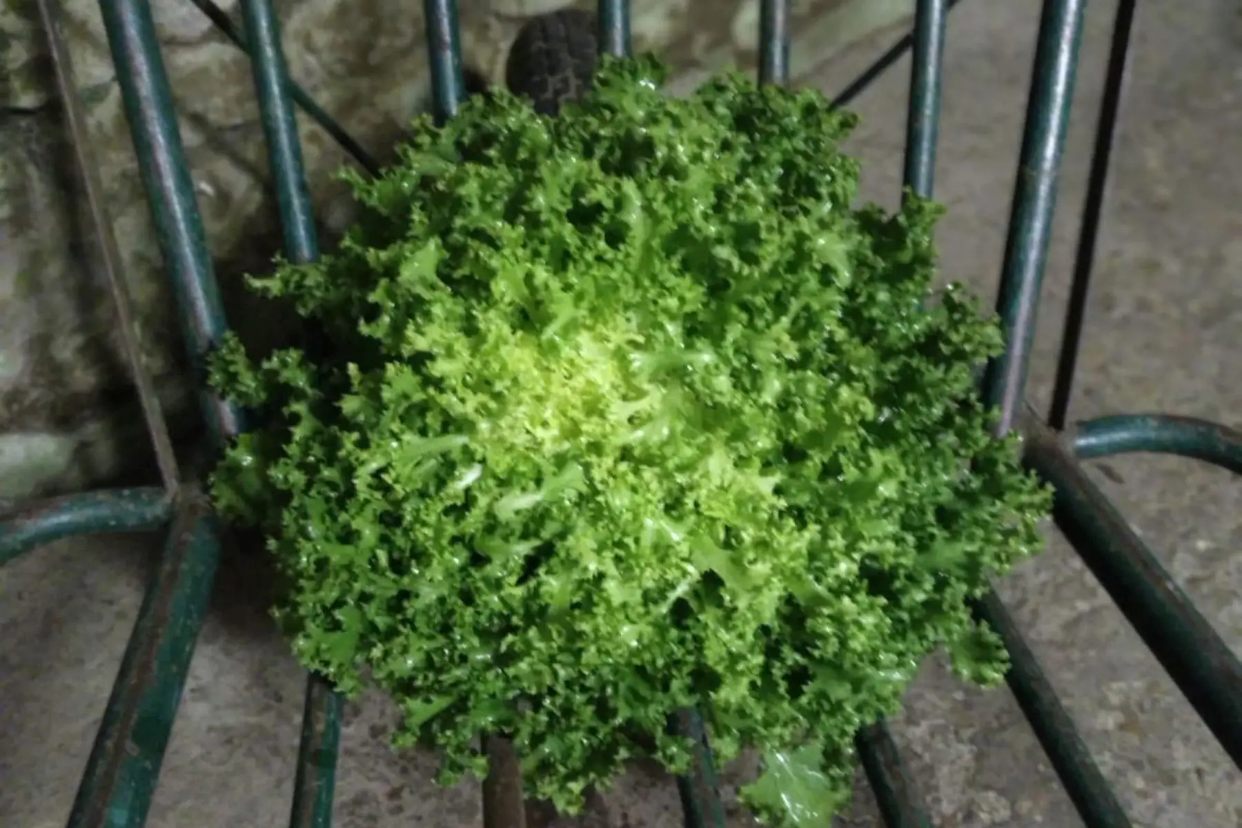 chicorées frisées (scaroles) bio