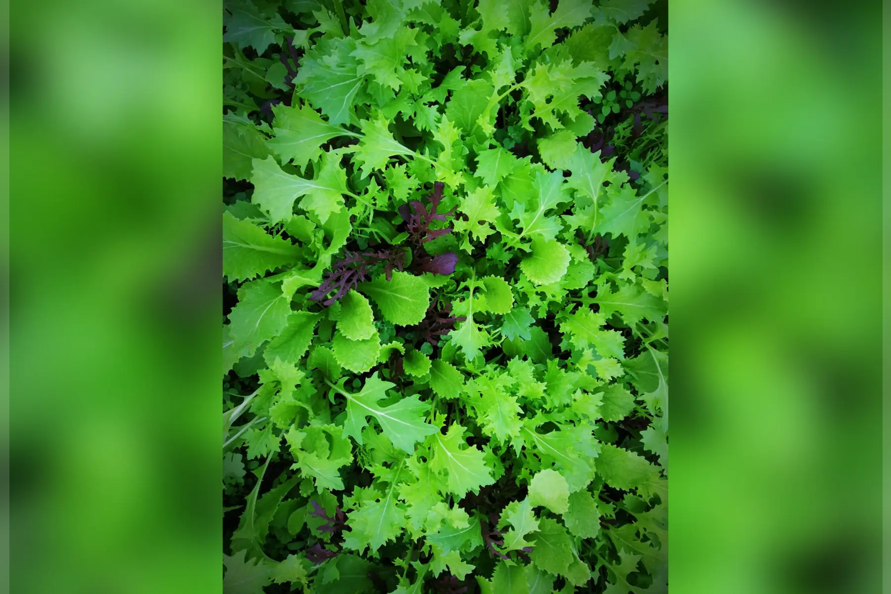 mesclun asiatique bio