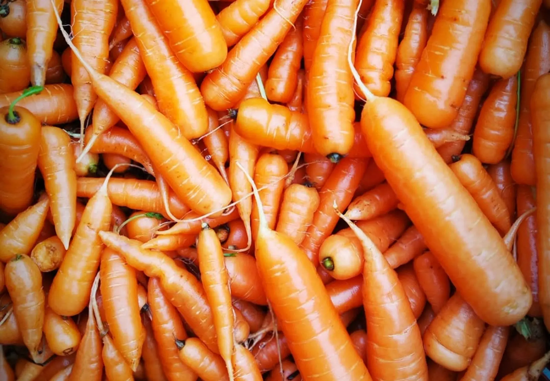 carottes bio - tout calibre