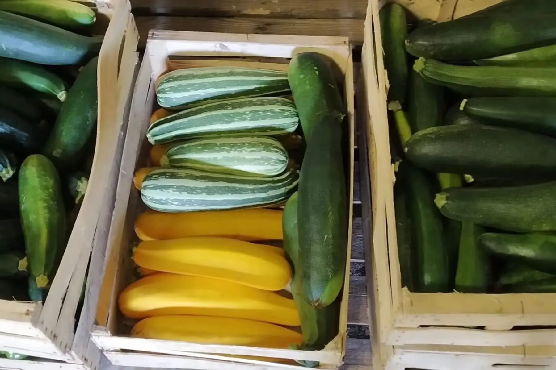 courgettes bio - hors calibre