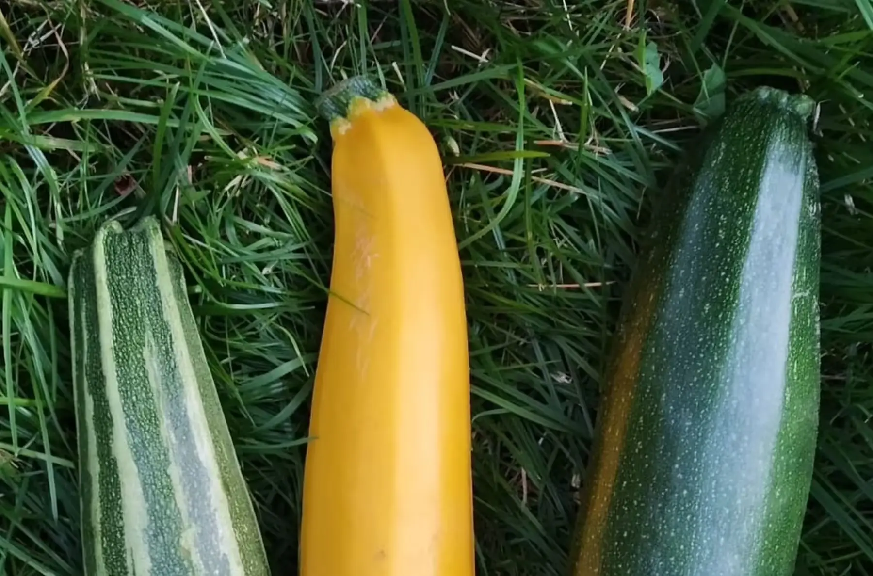 courgettes bio (lot de 3)